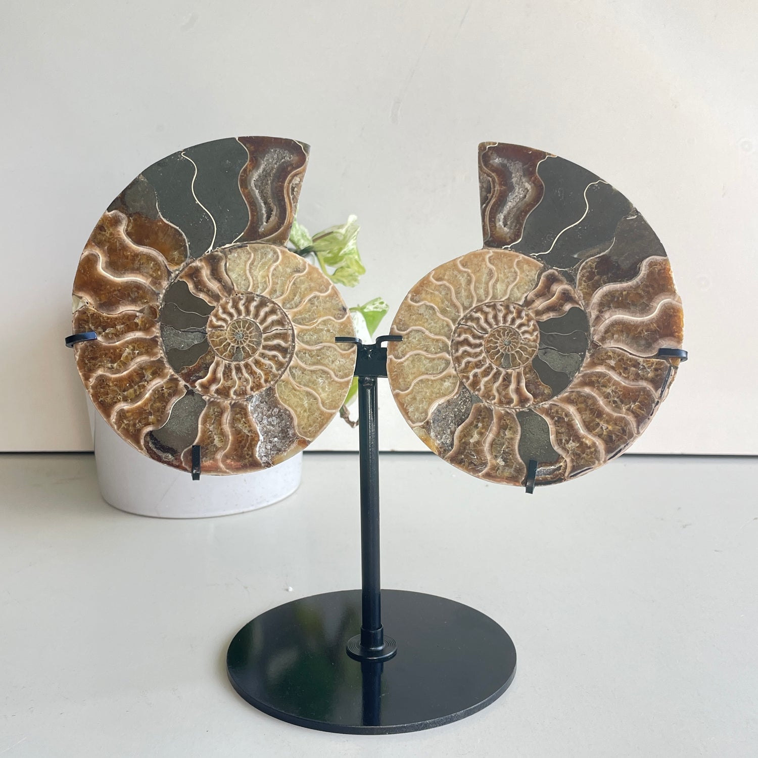 Ammonite Pair In Stand 3