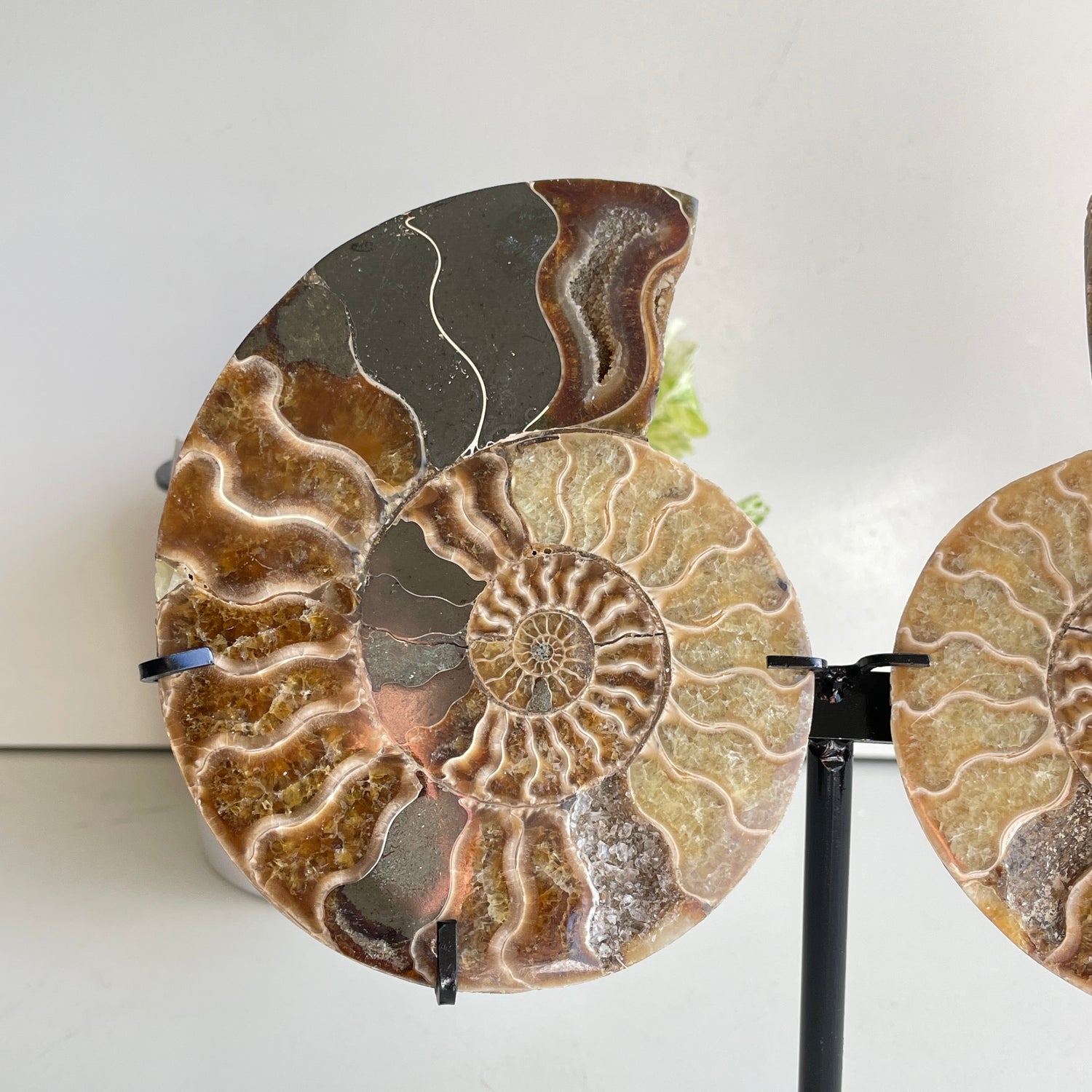 Ammonite Pair In Stand 3