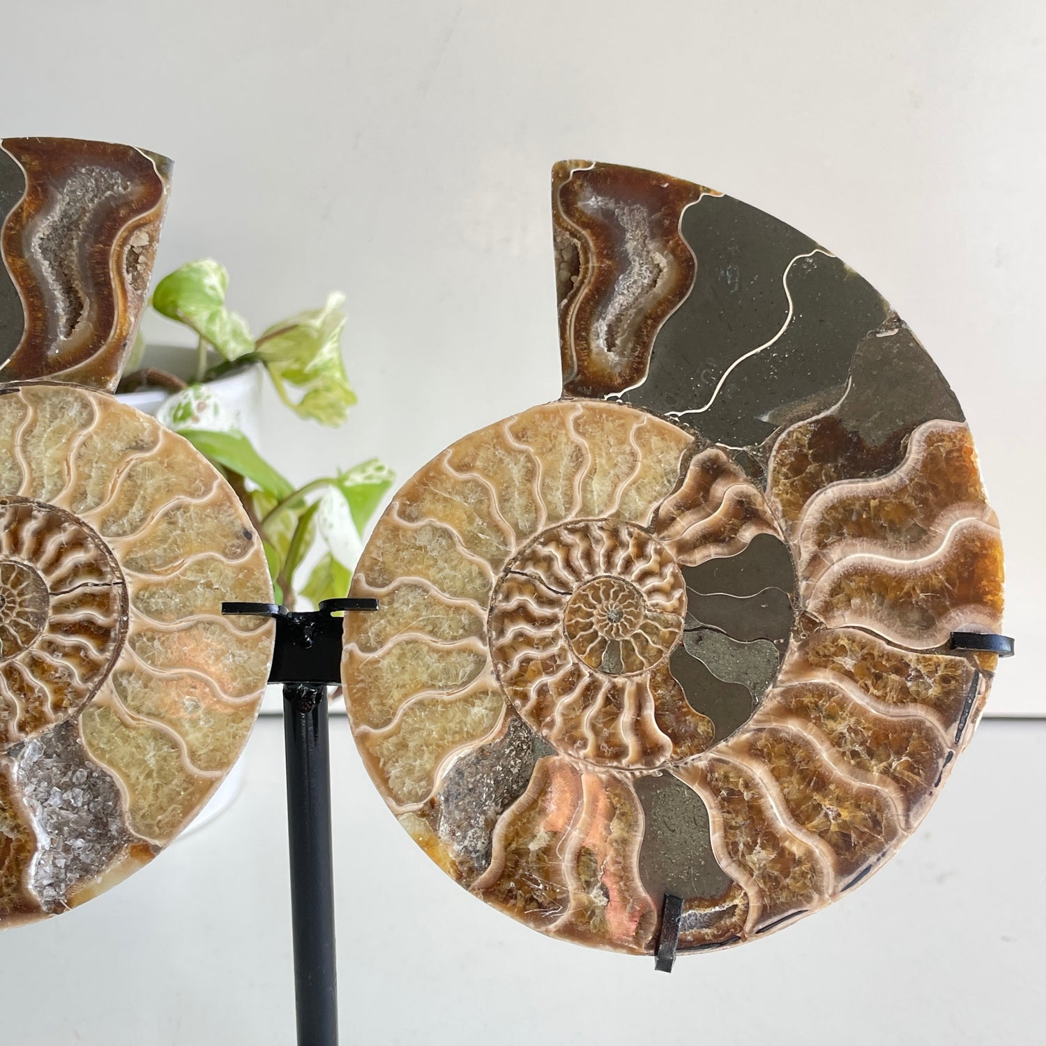 Ammonite Pair In Stand 3