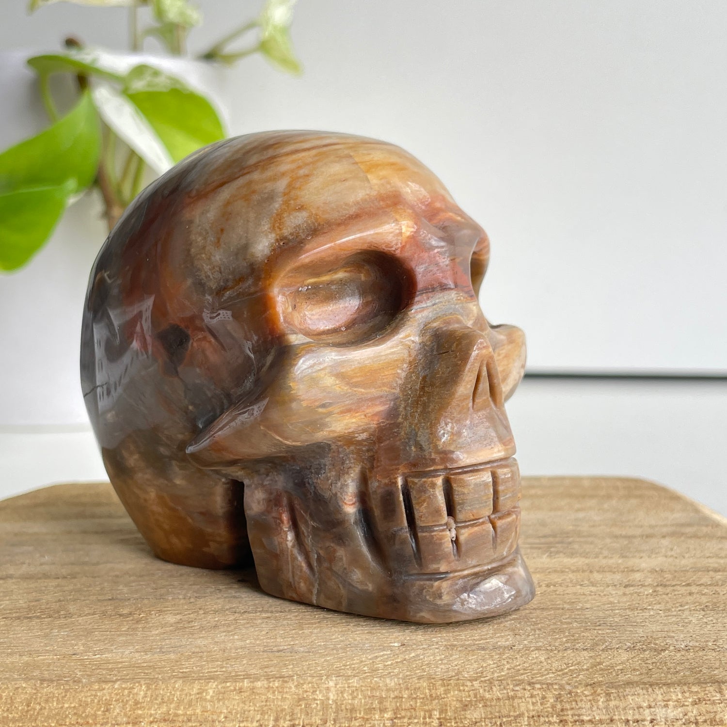 Petrified Wood Skull 3