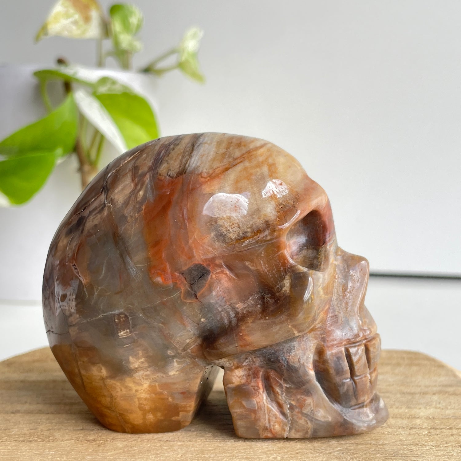 Petrified Wood Skull 3
