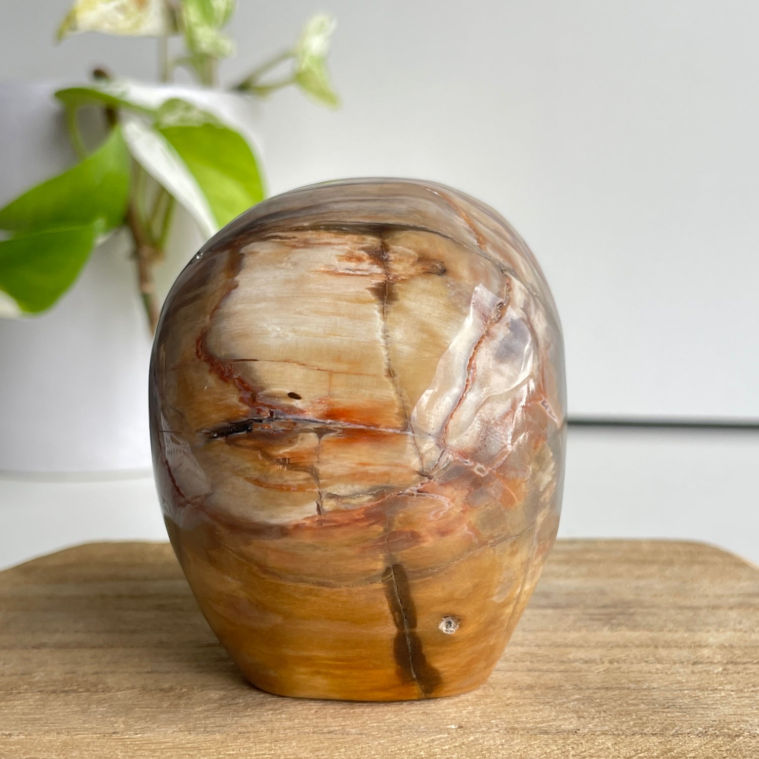 Petrified Wood Skull 3