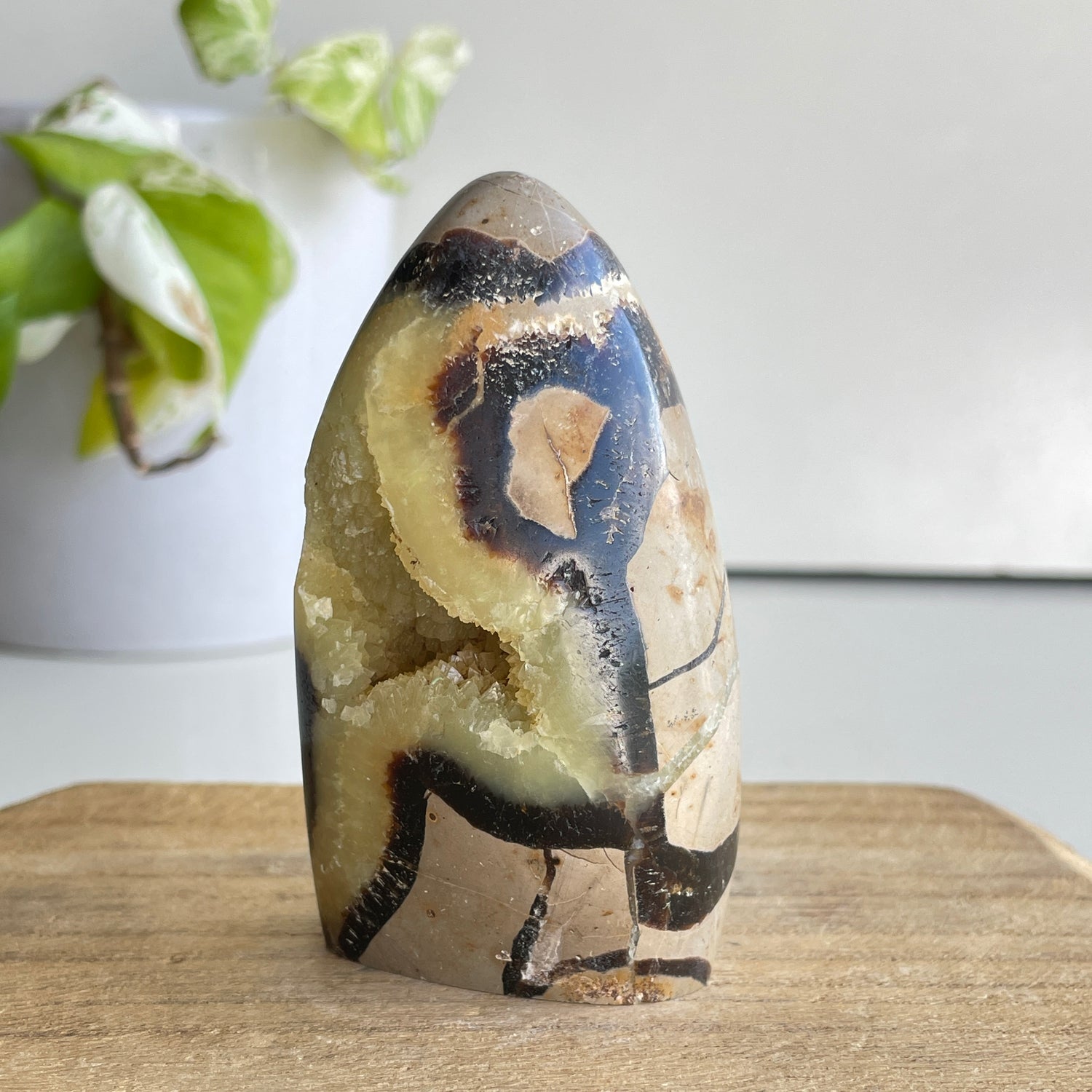 Septarian Freeform 8.5cm