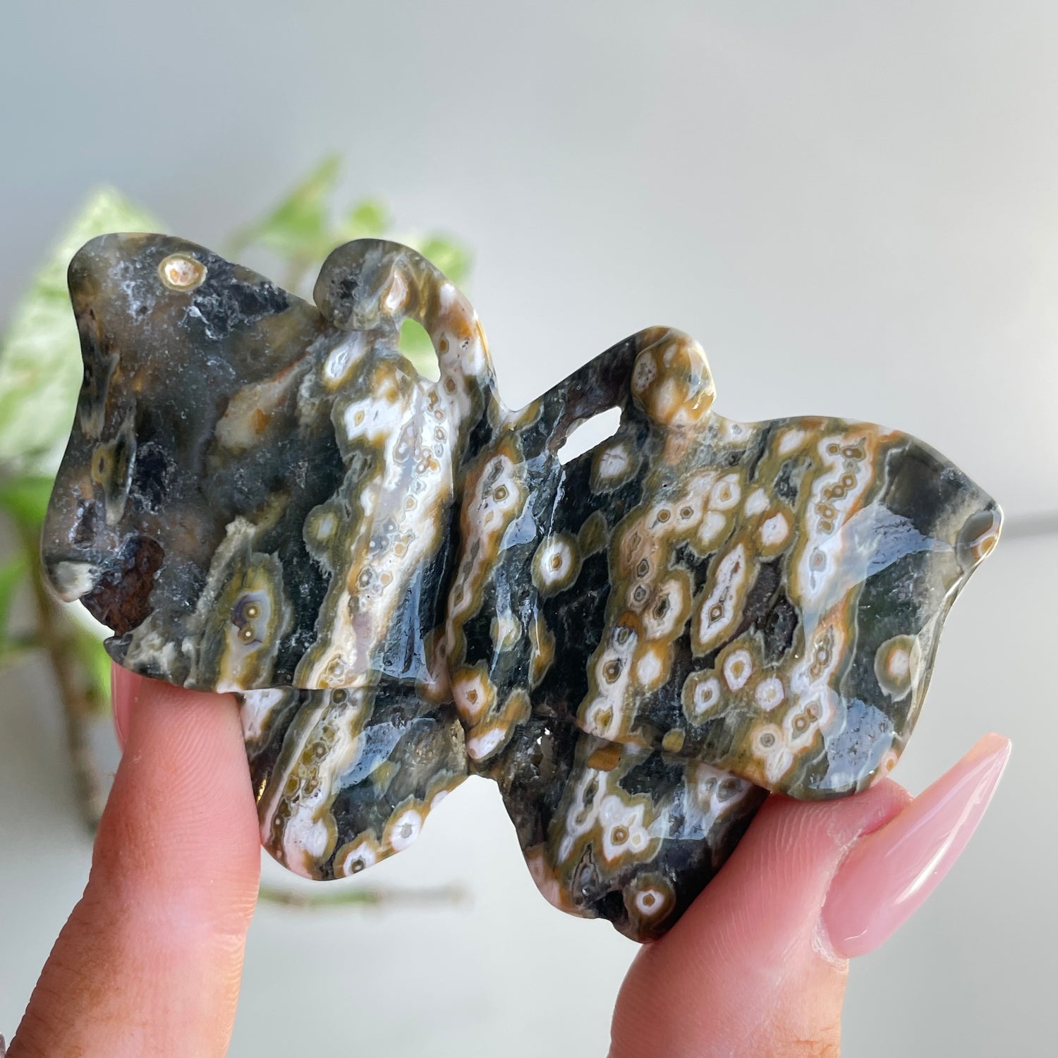 Orbicular Ocean Jasper Butterfly 7.3cm