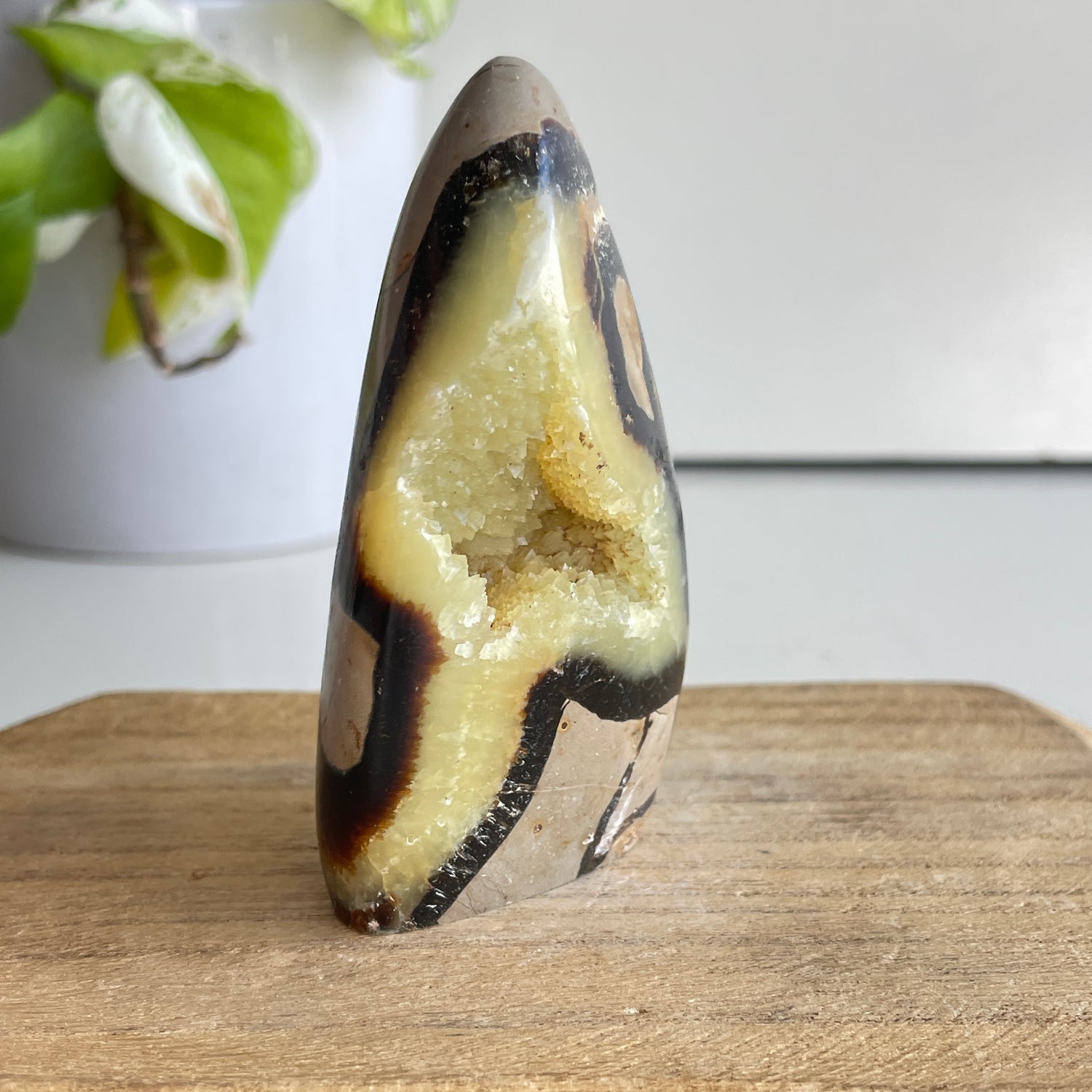 Septarian Freeform 8.5cm