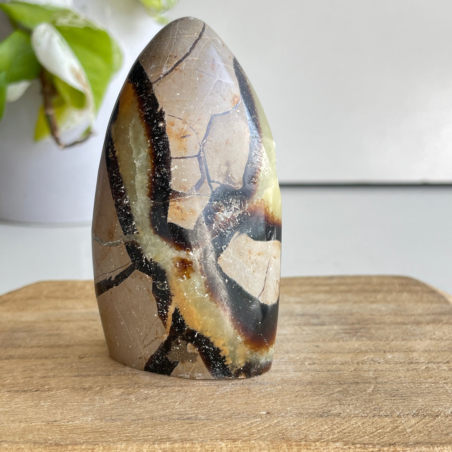 Septarian Freeform 8.5cm