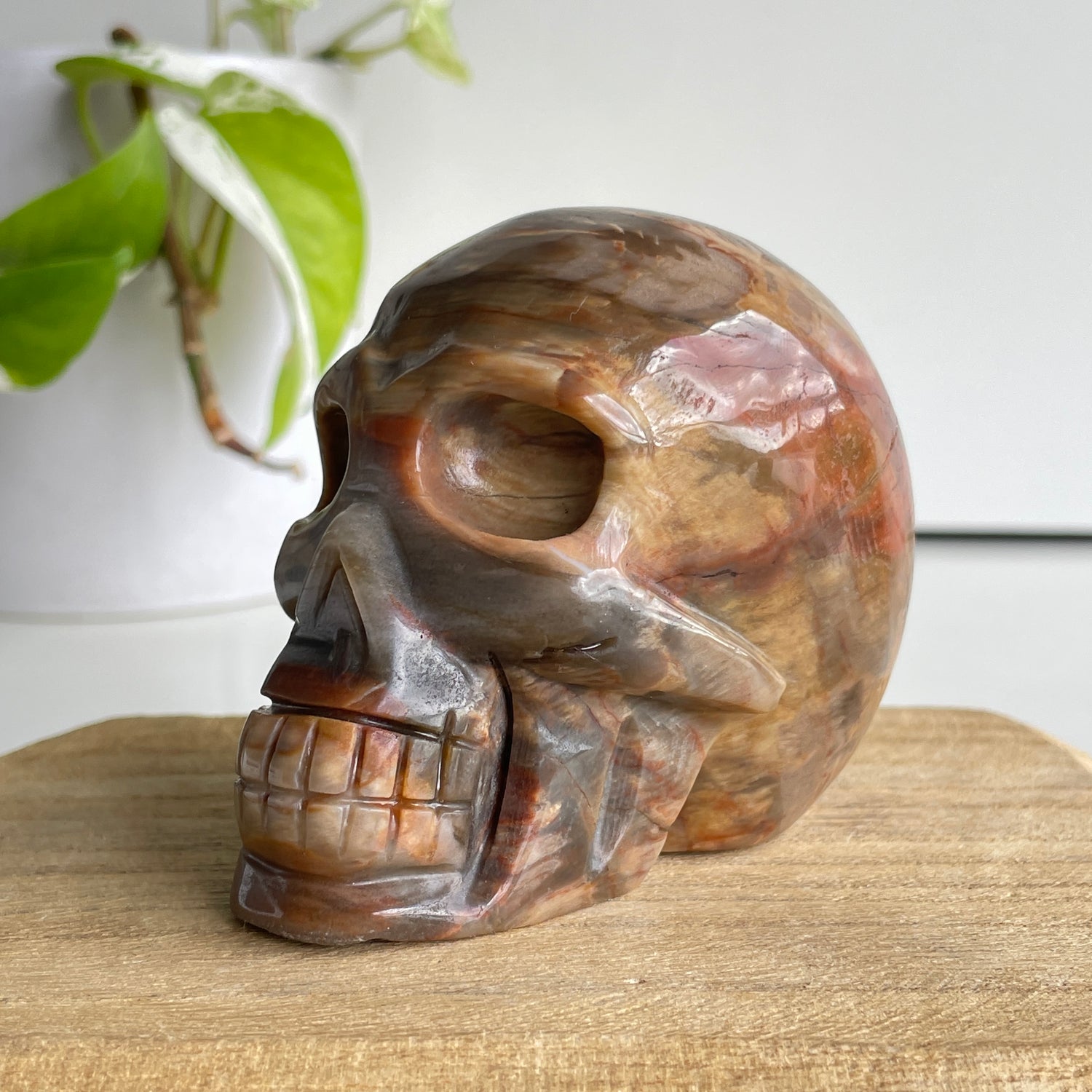 Petrified Wood Skull 4