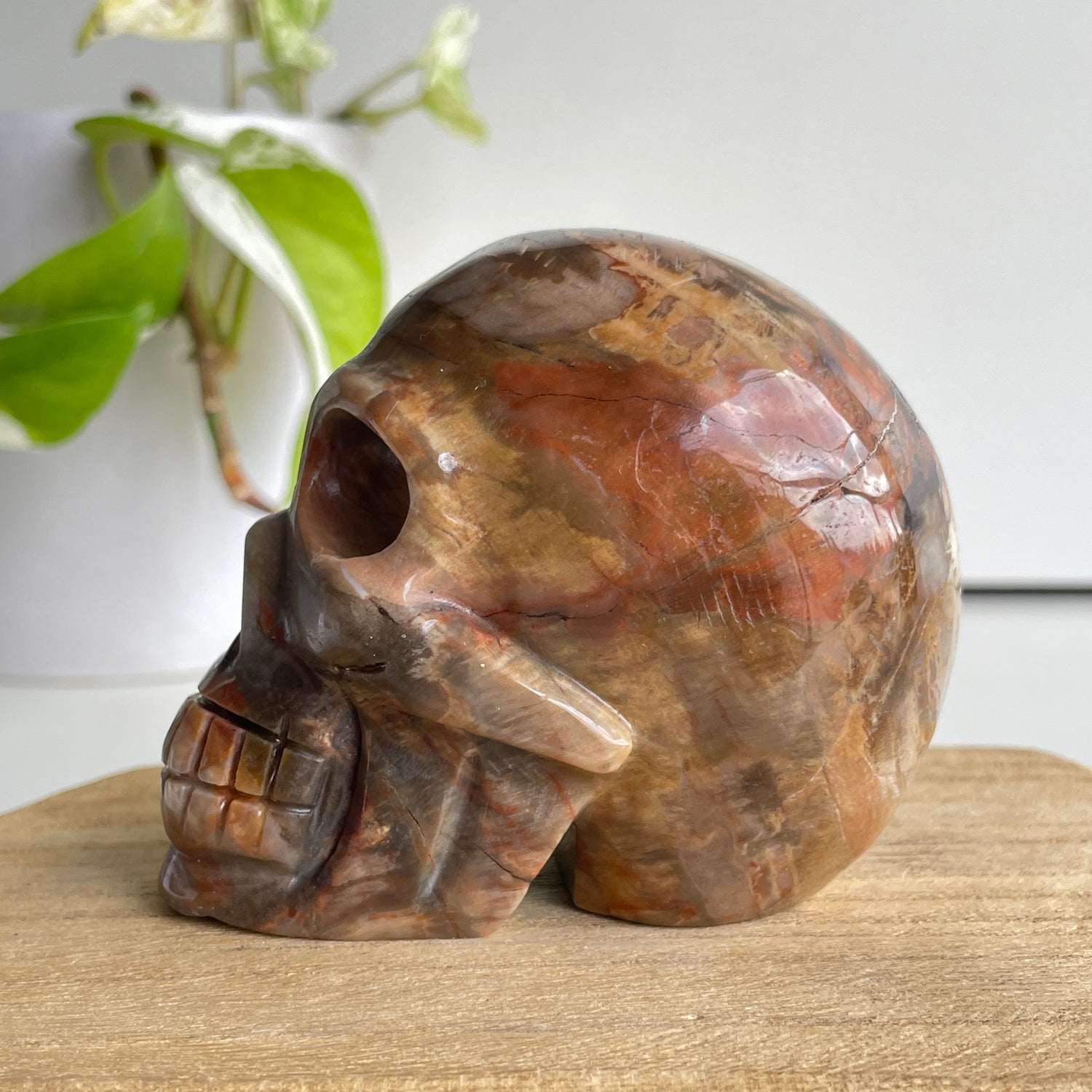 Petrified Wood Skull 4