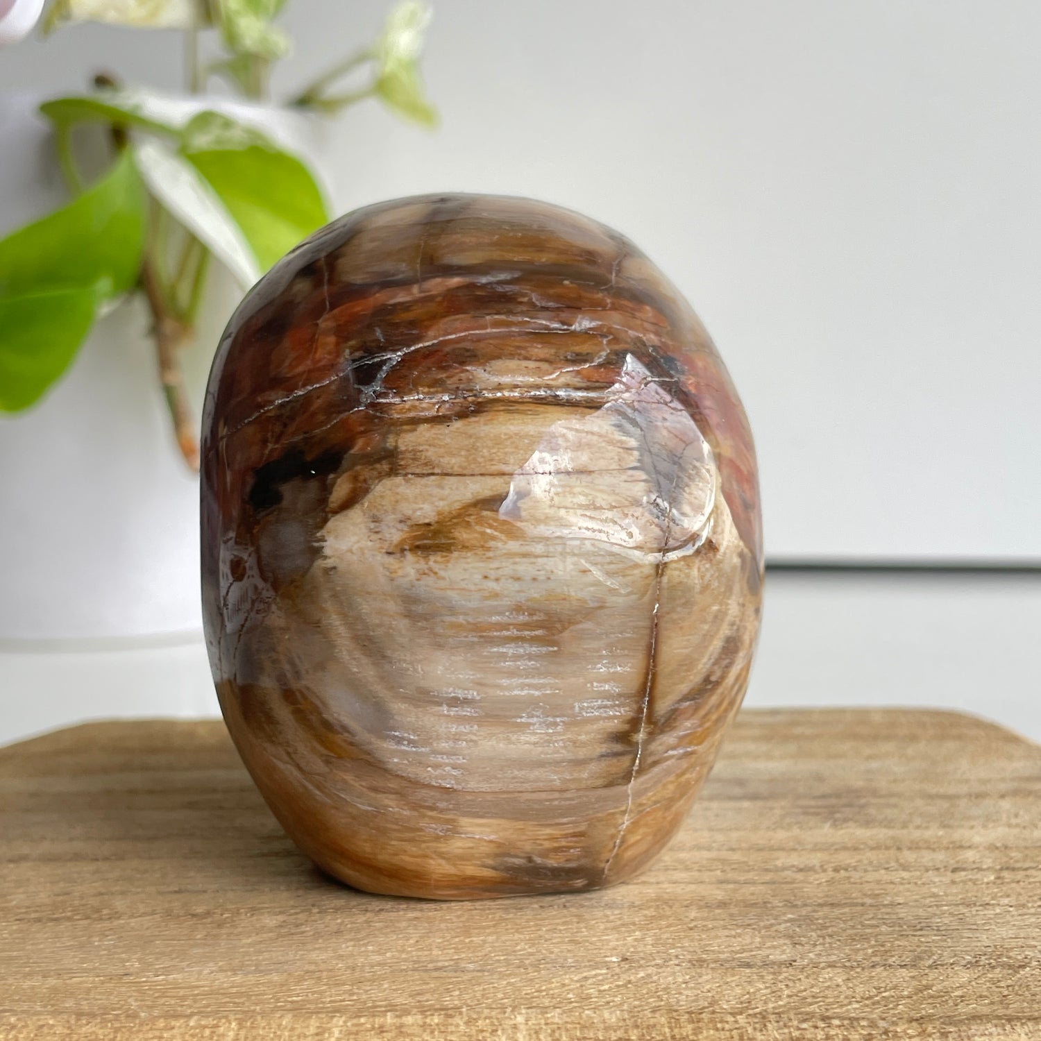 Petrified Wood Skull 4