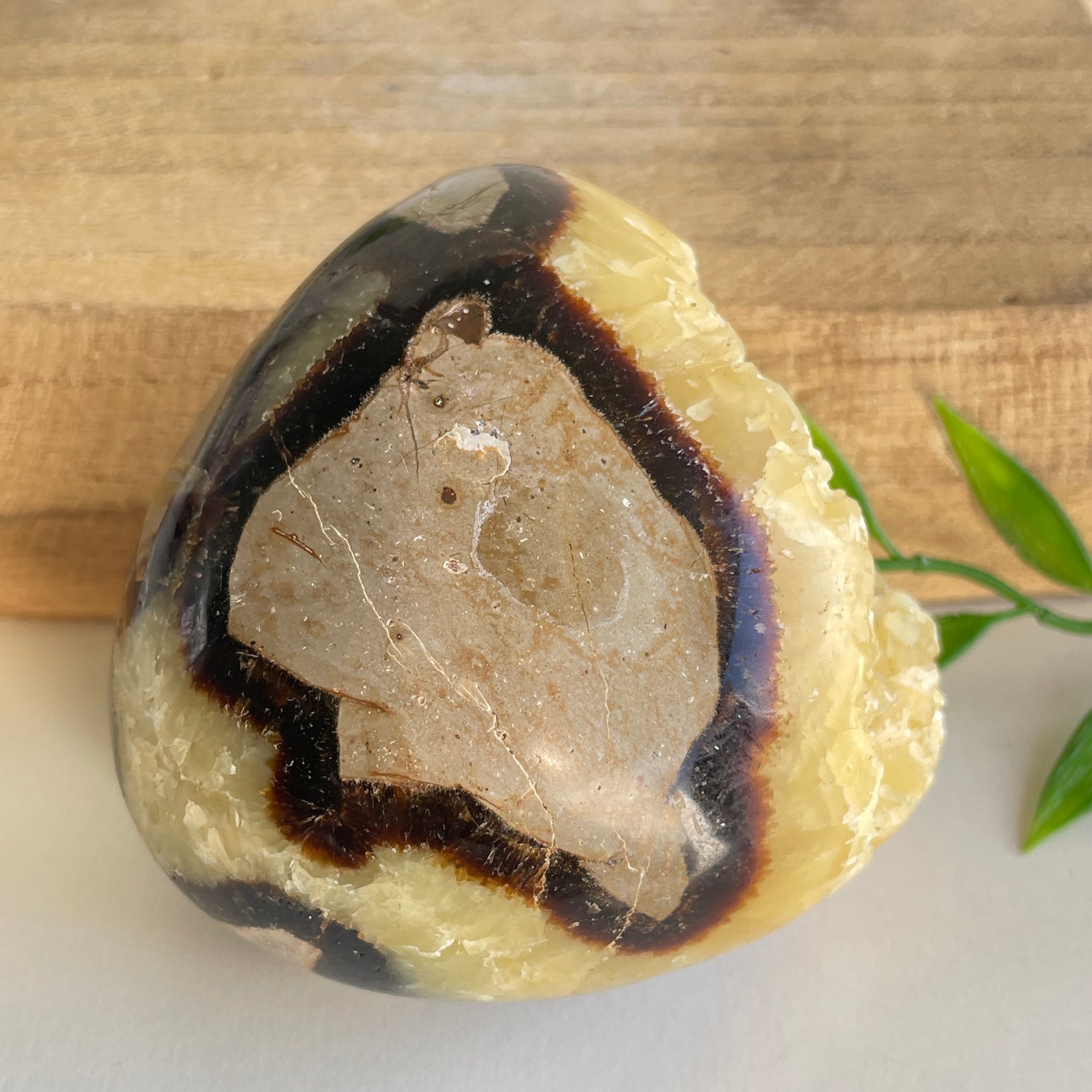 Septarian Freeform 6.7cm