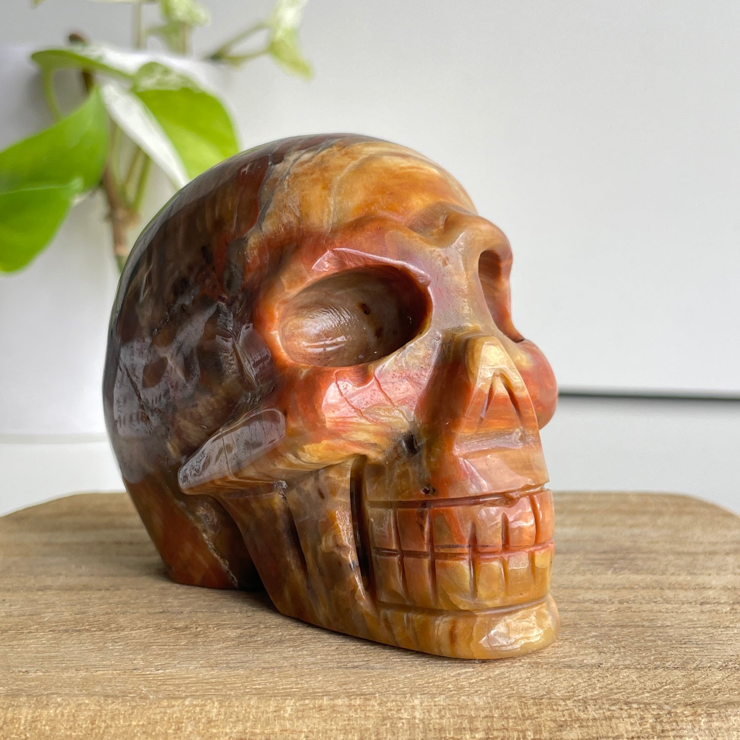 Petrified Wood Skull 5