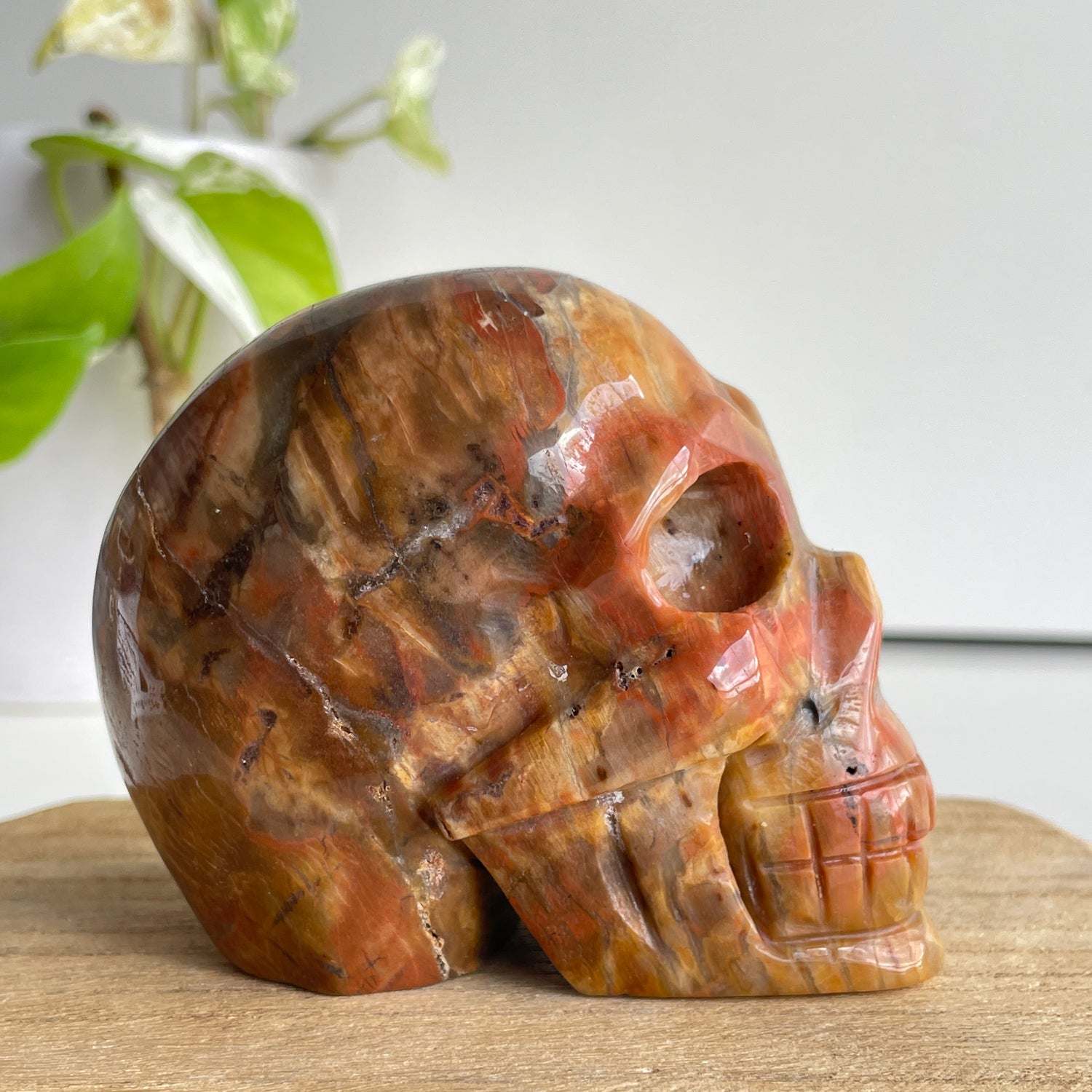 Petrified Wood Skull 5
