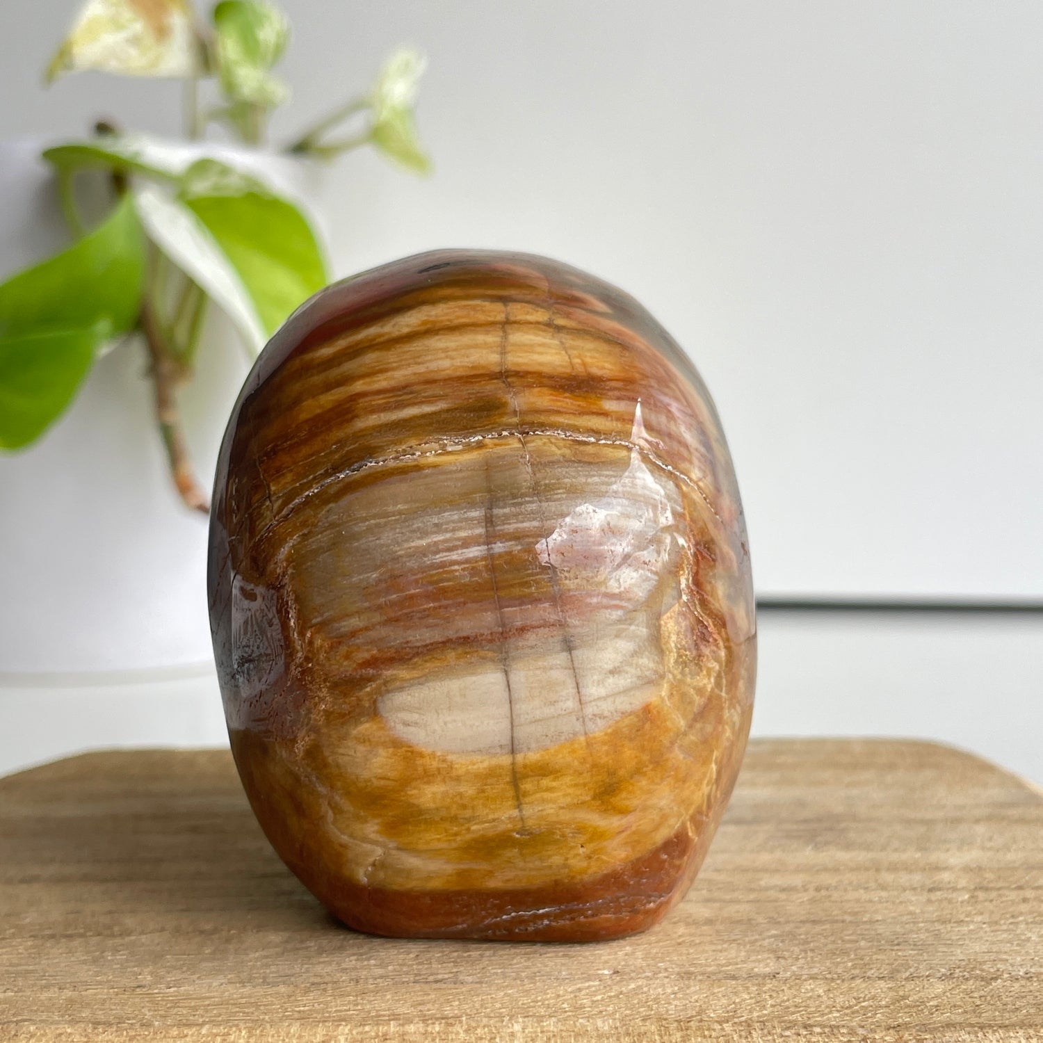 Petrified Wood Skull 5
