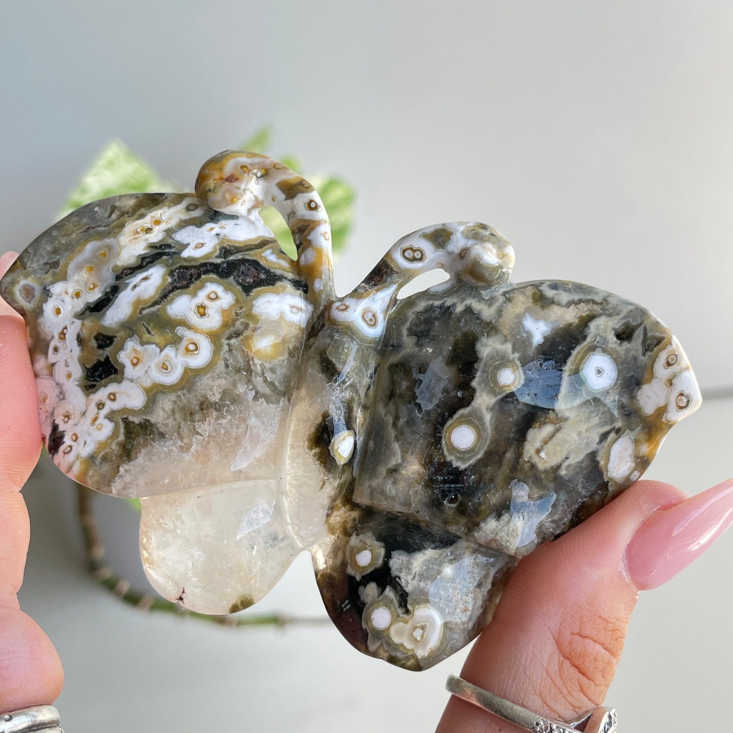 Orbicular Ocean Jasper Butterfly 9cm