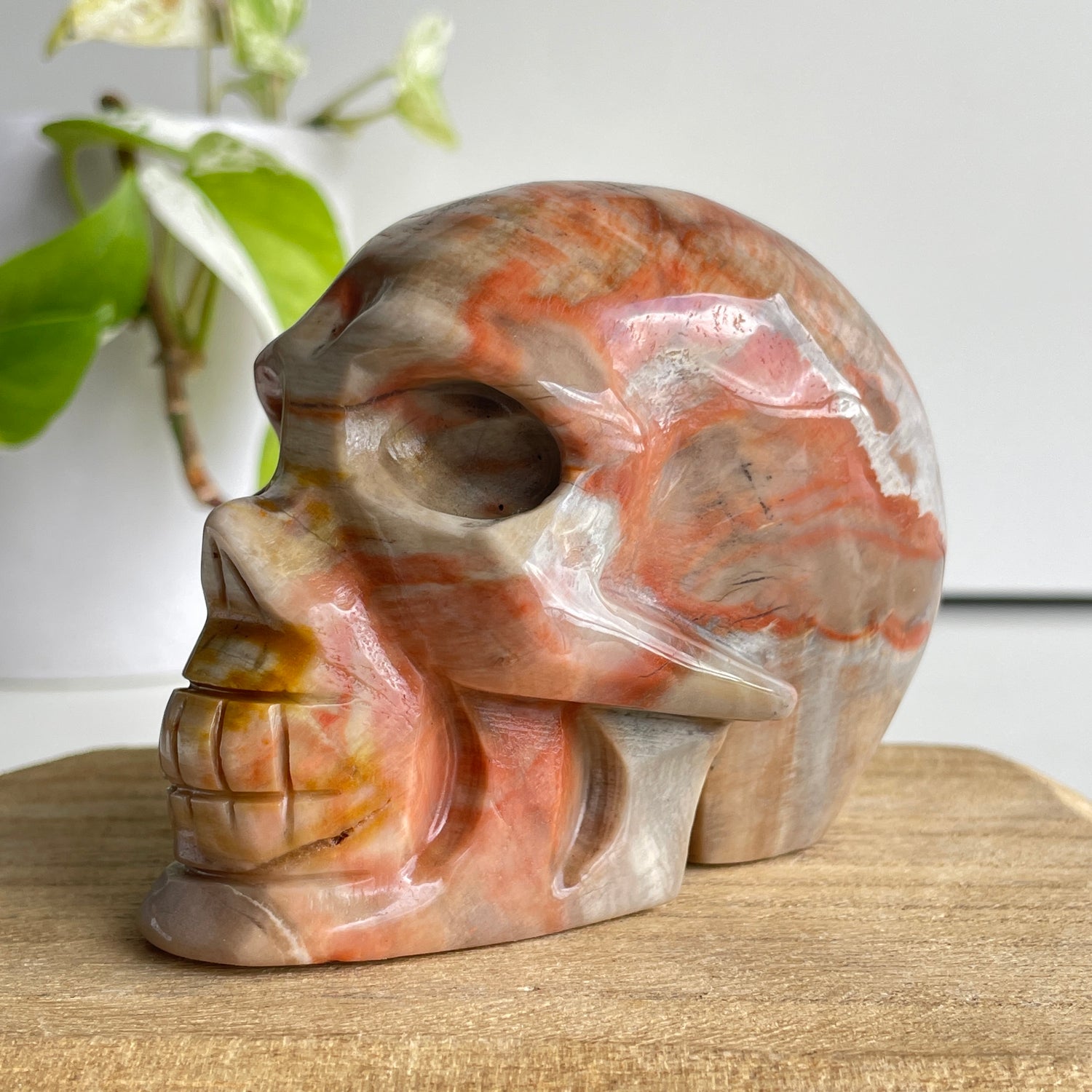 Petrified Wood Skull 6