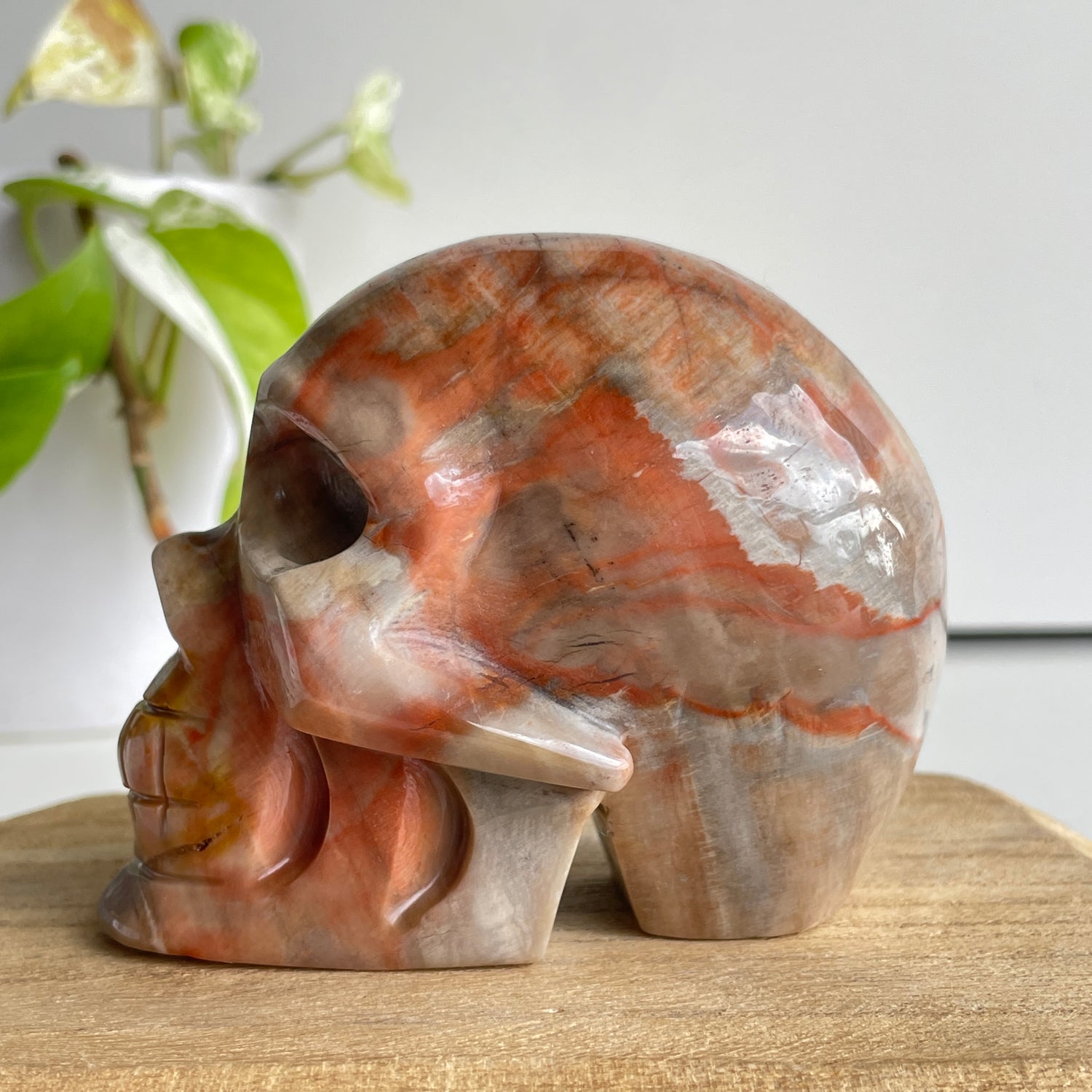 Petrified Wood Skull 6