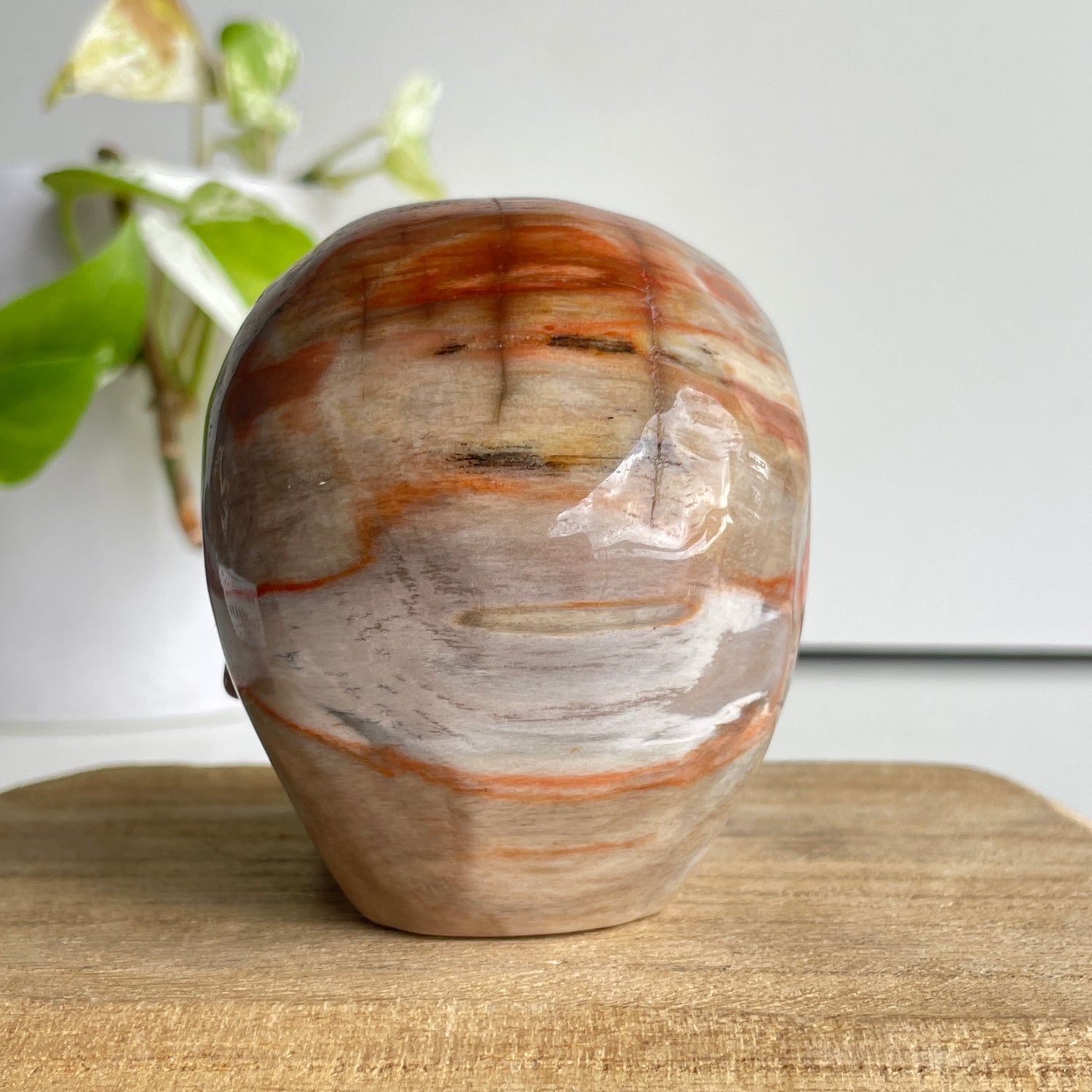 Petrified Wood Skull 6