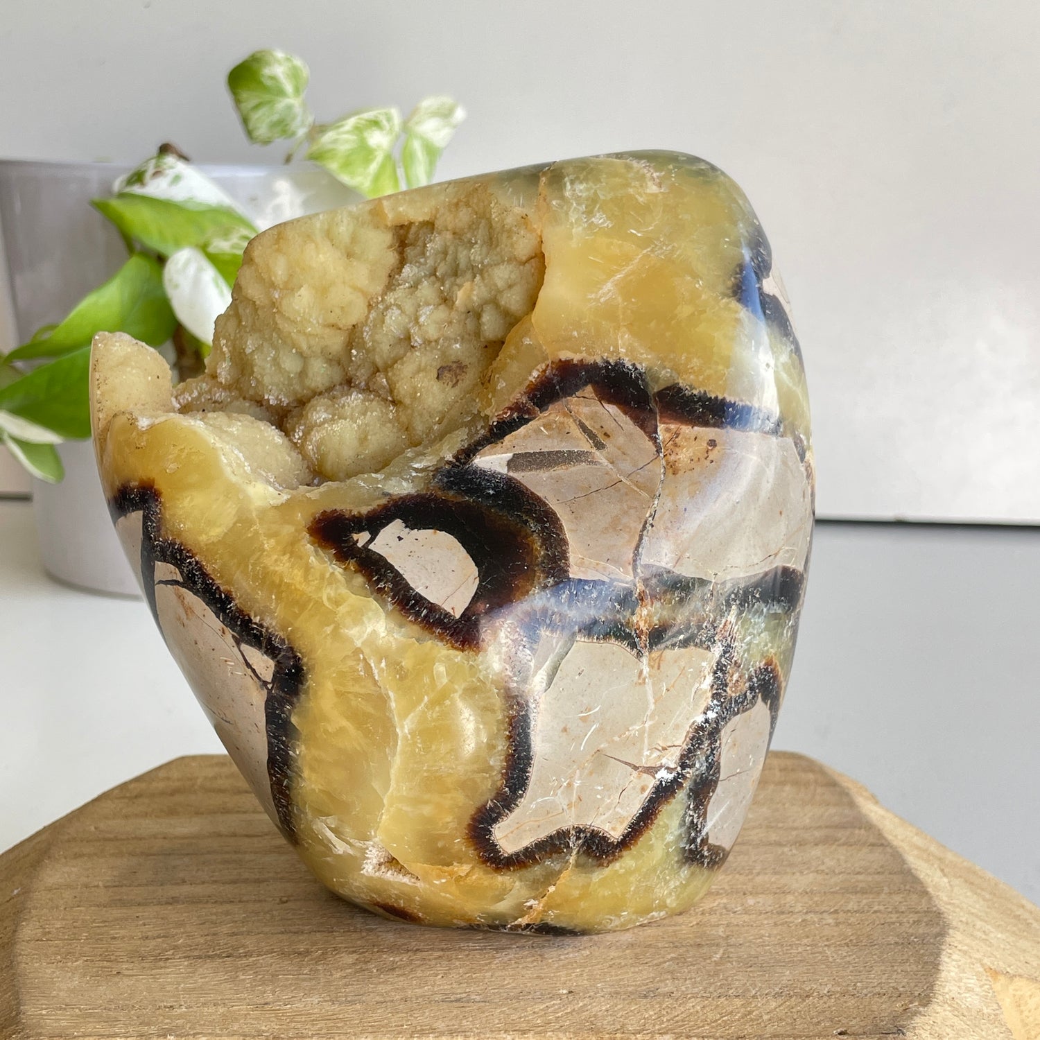 Septarian Freeform 12.7cm