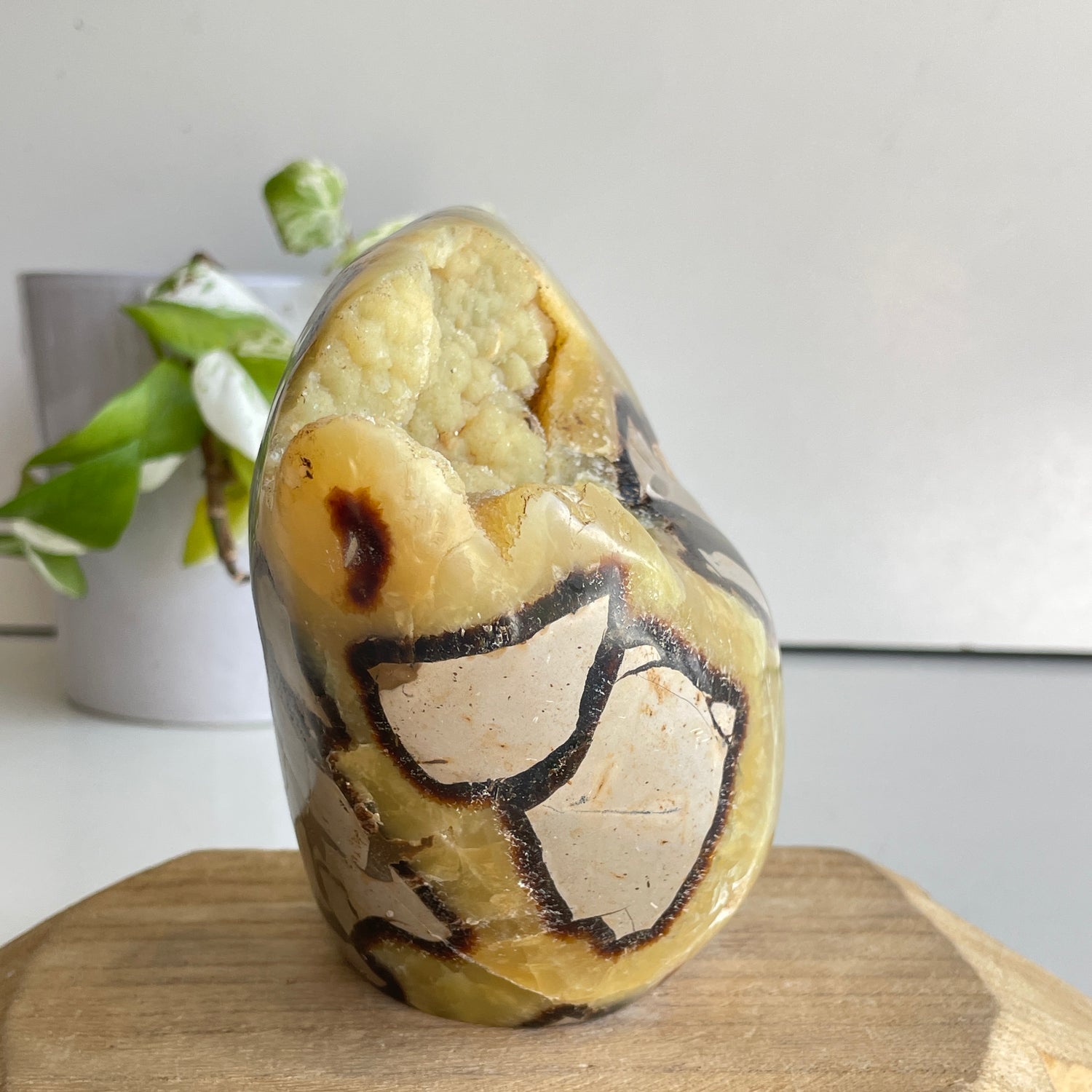 Septarian Freeform 12.7cm