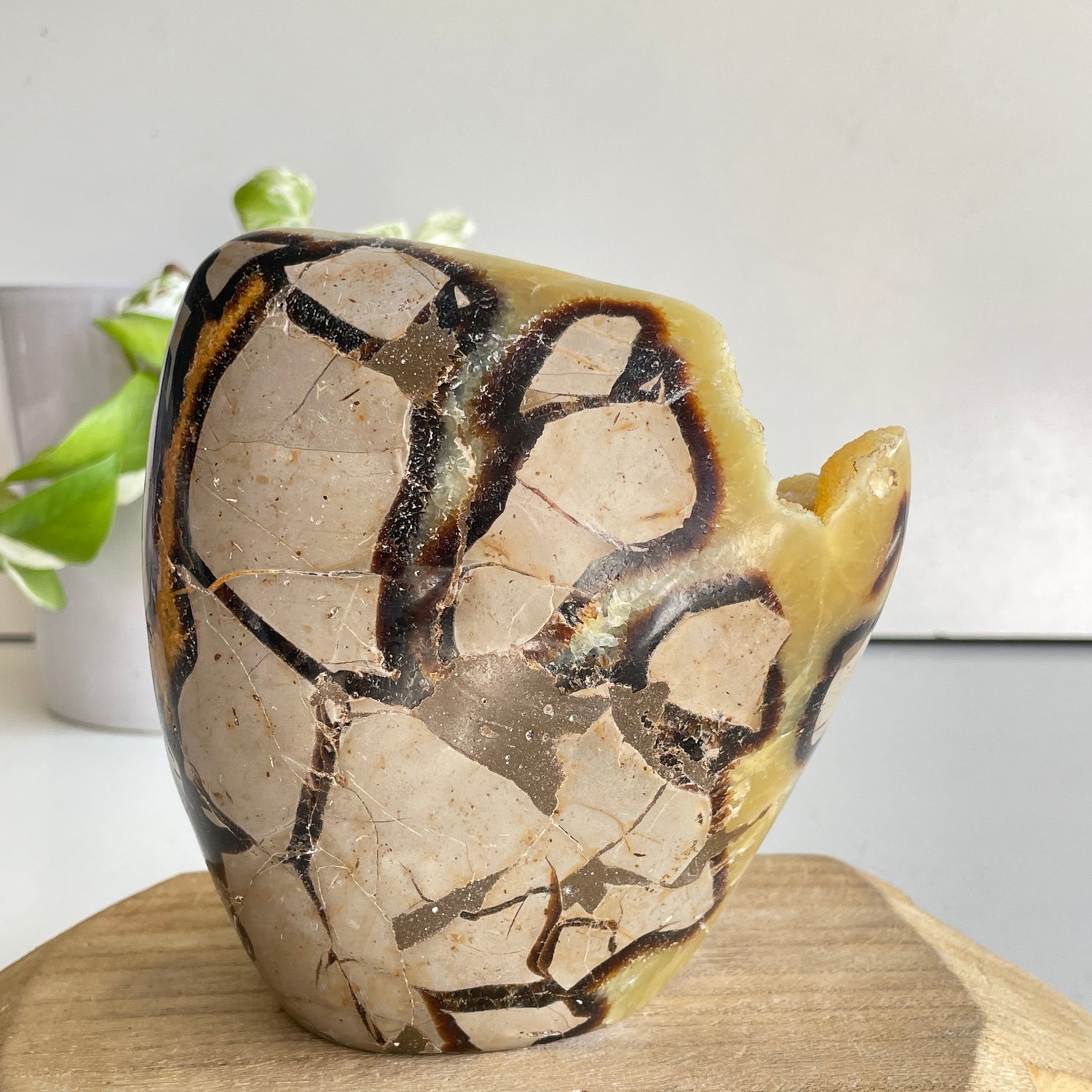 Septarian Freeform 12.7cm