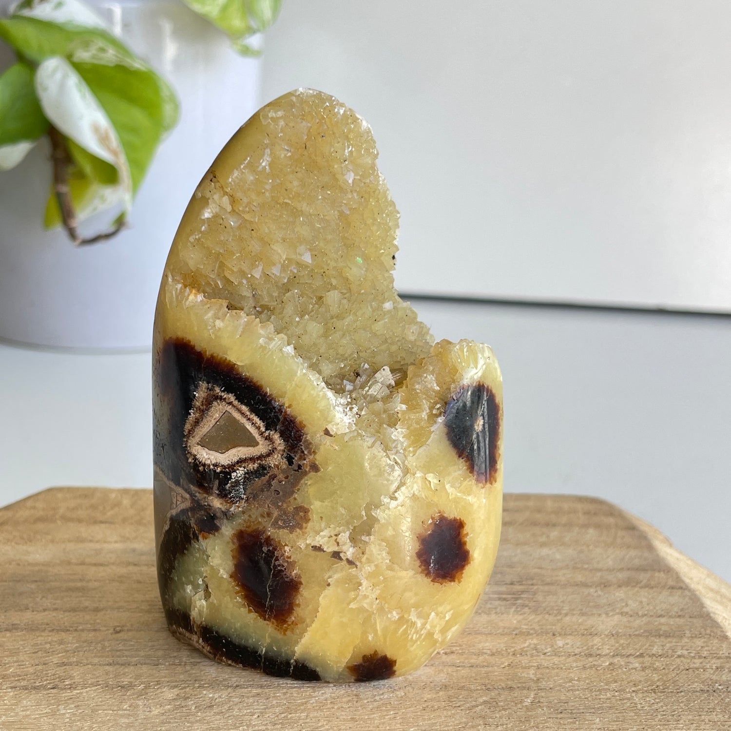 Septarian Freeform 9.6cm