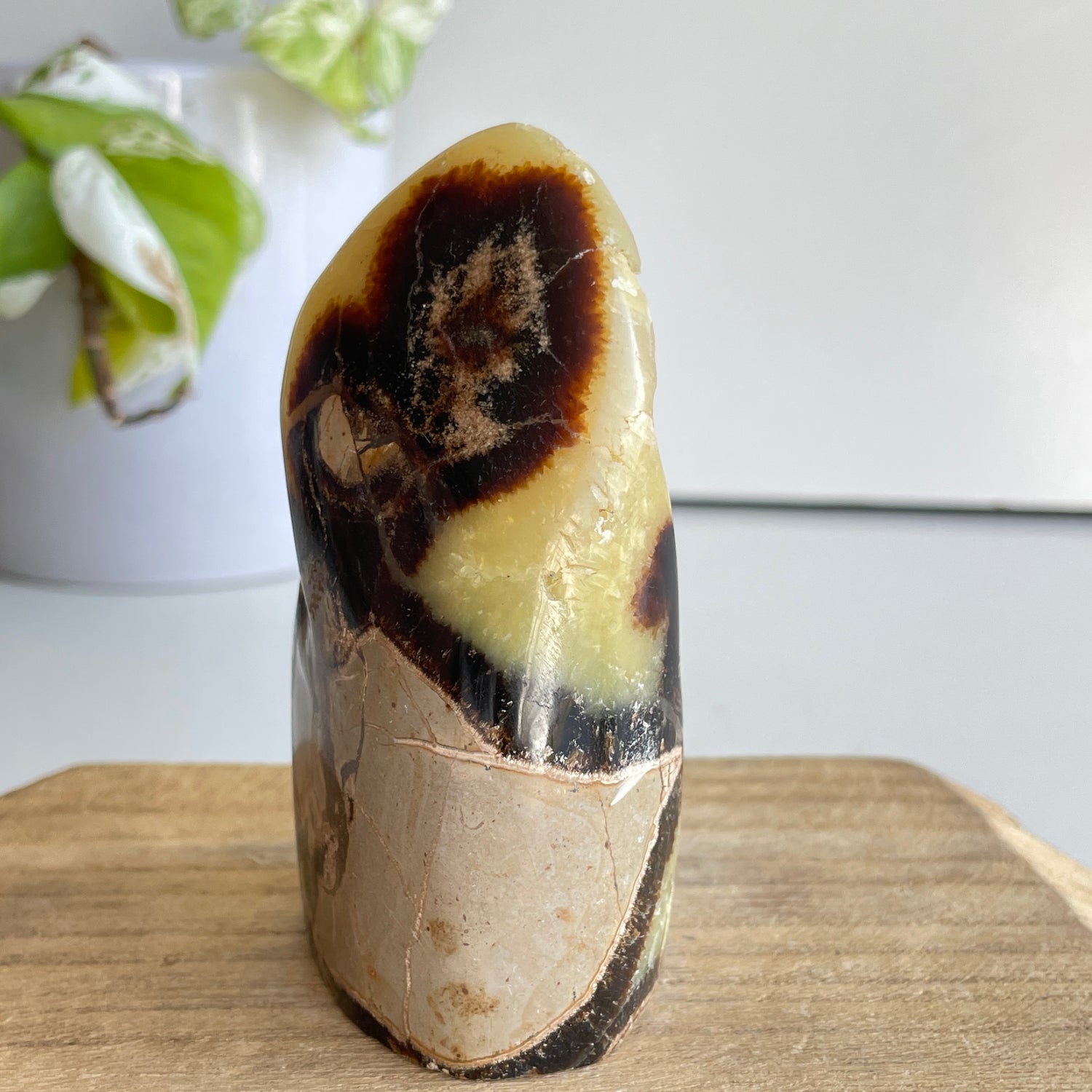 Septarian Freeform 9.6cm