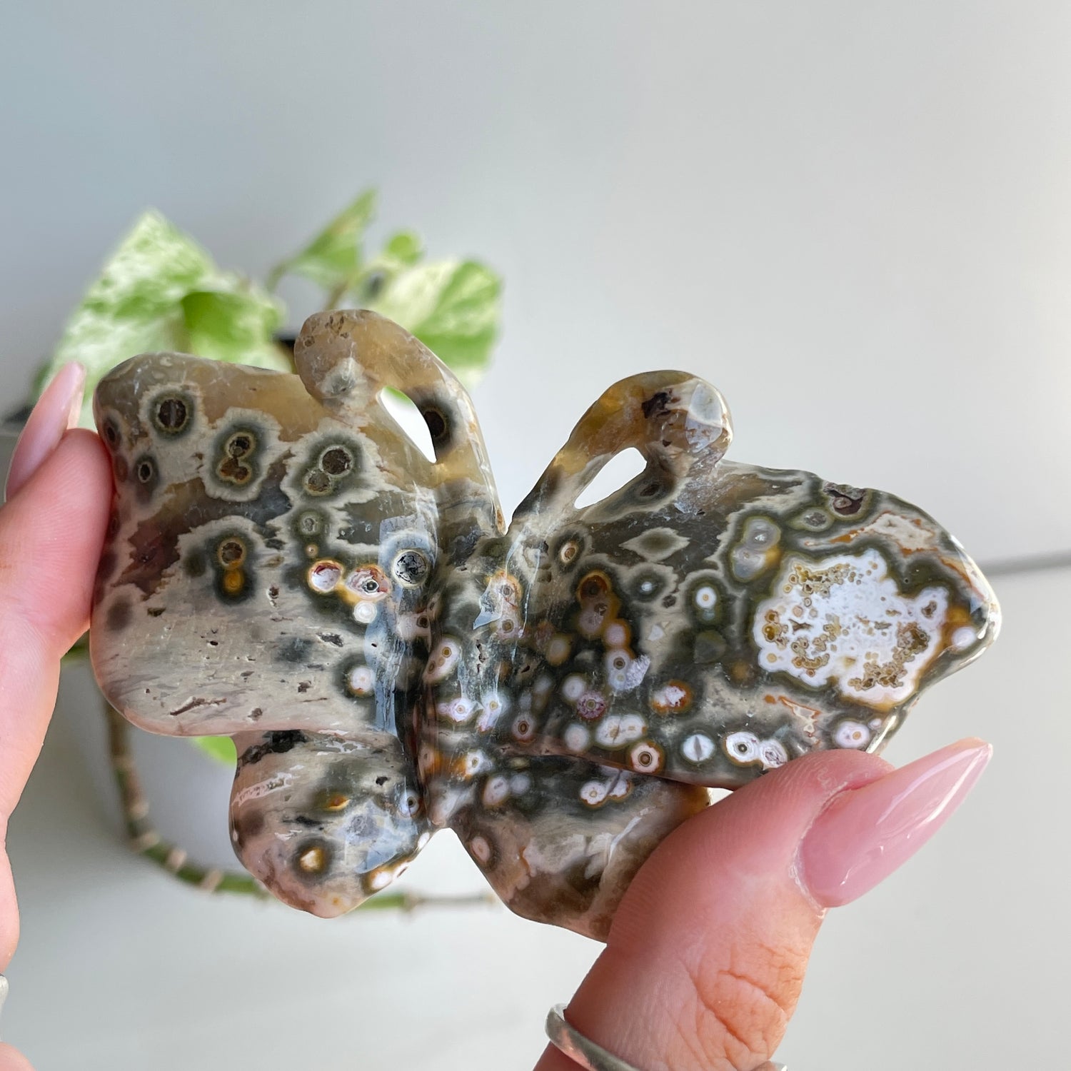 Orbicular Ocean Jasper Butterfly 9.5cm
