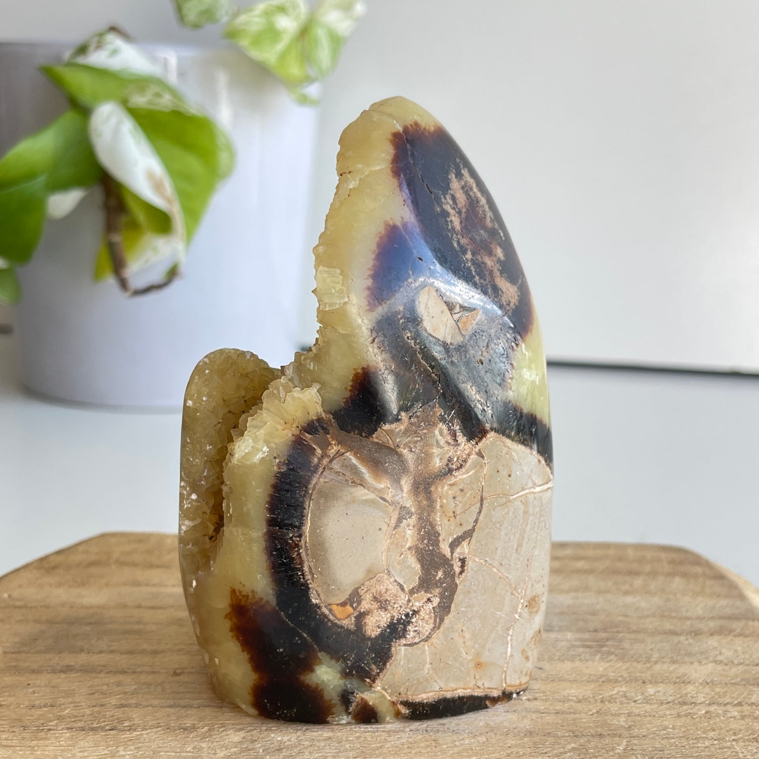 Septarian Freeform 9.6cm
