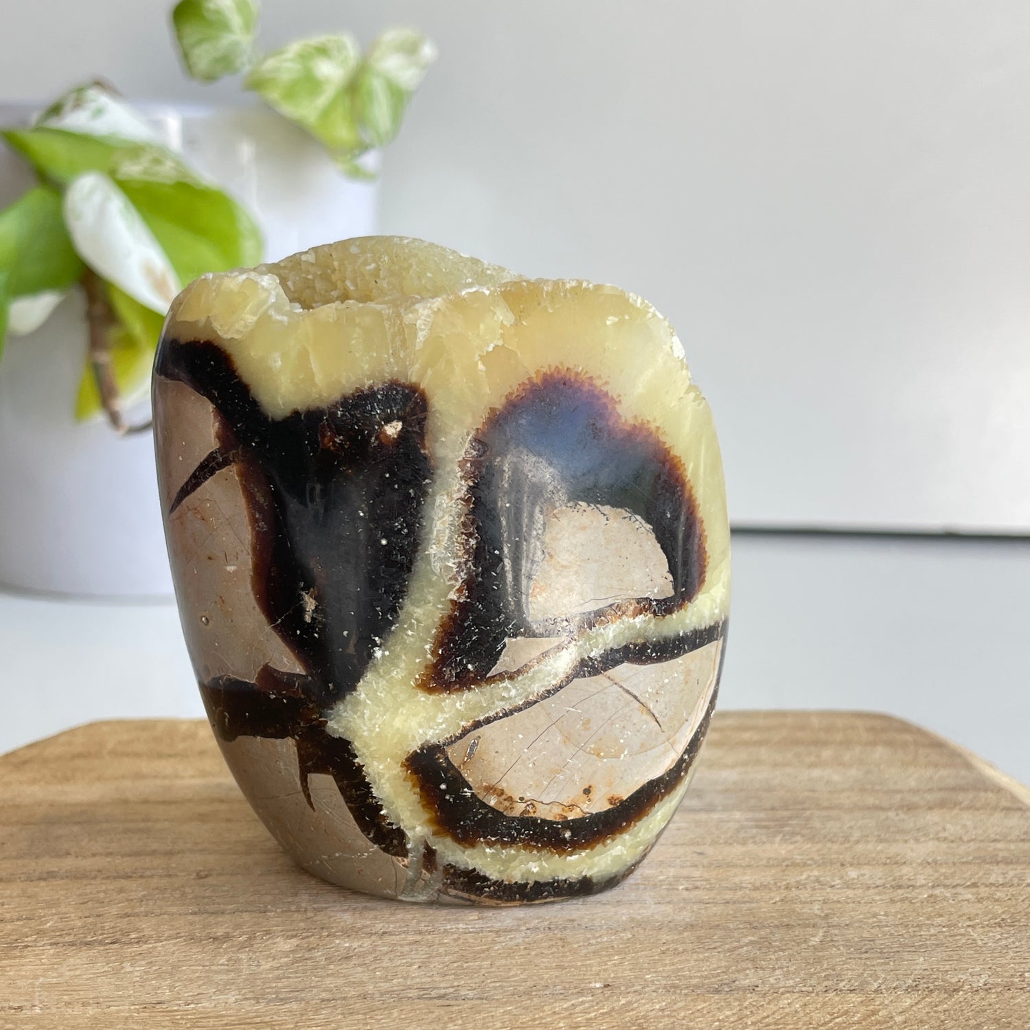 Septarian Freeform 7.7cm