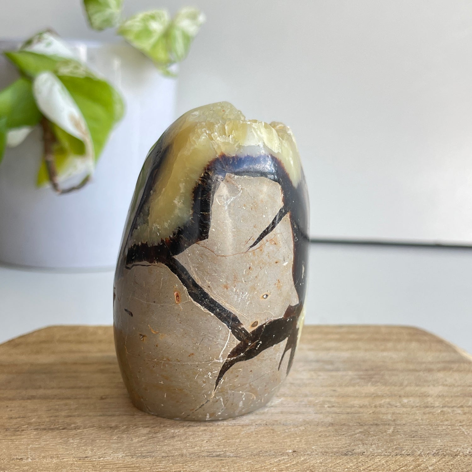 Septarian Freeform 7.7cm