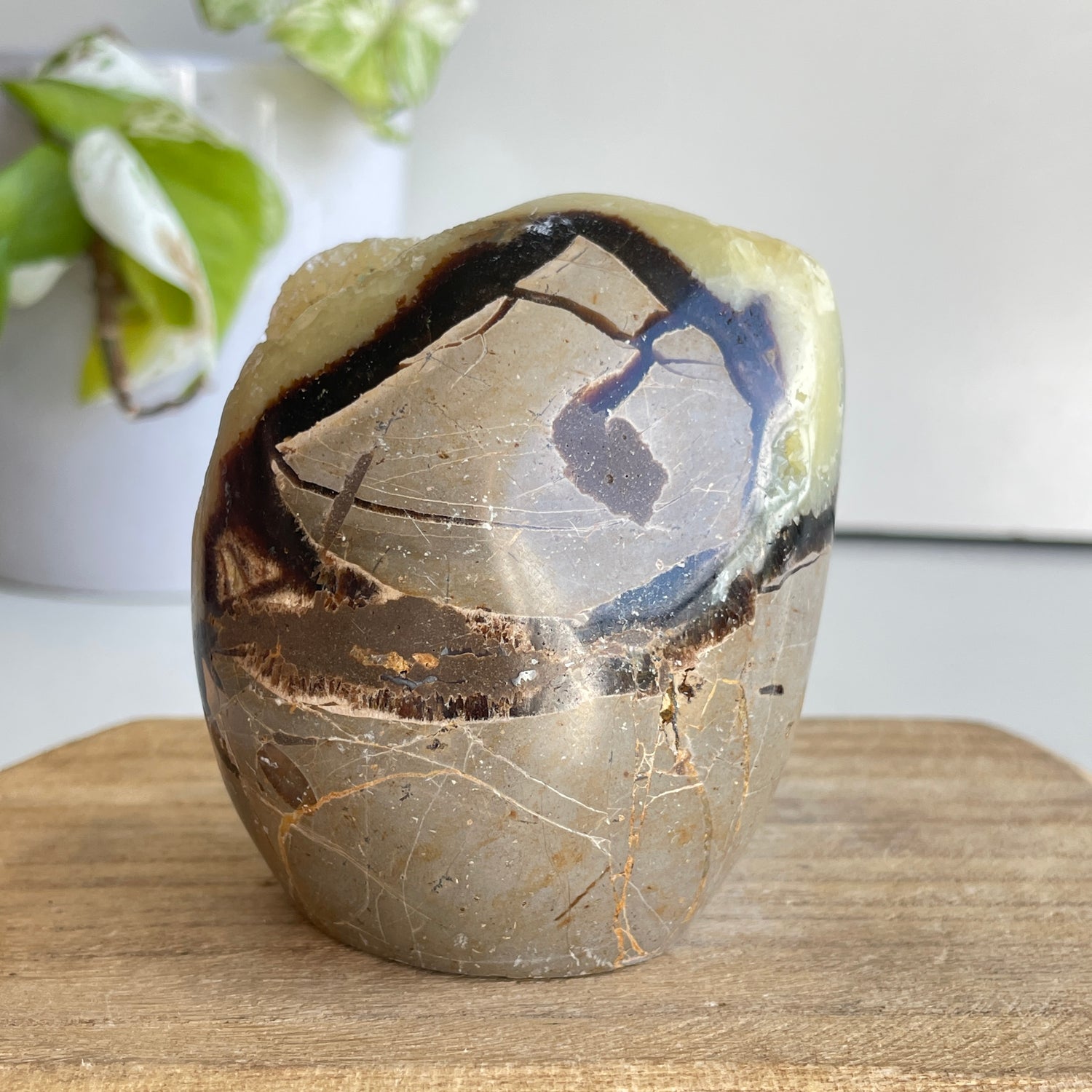 Septarian Freeform 7.7cm