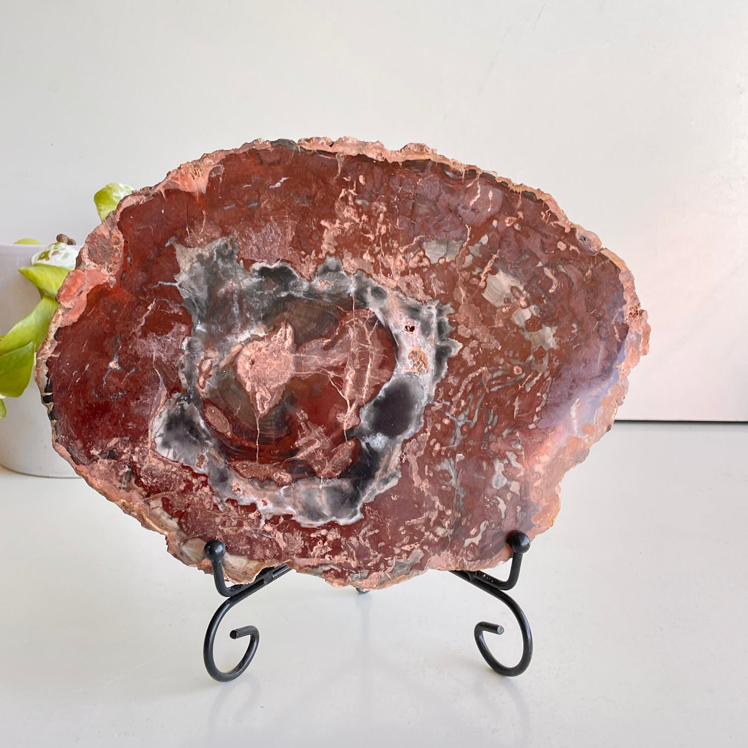 Petrified Wood Slice 2.060kg