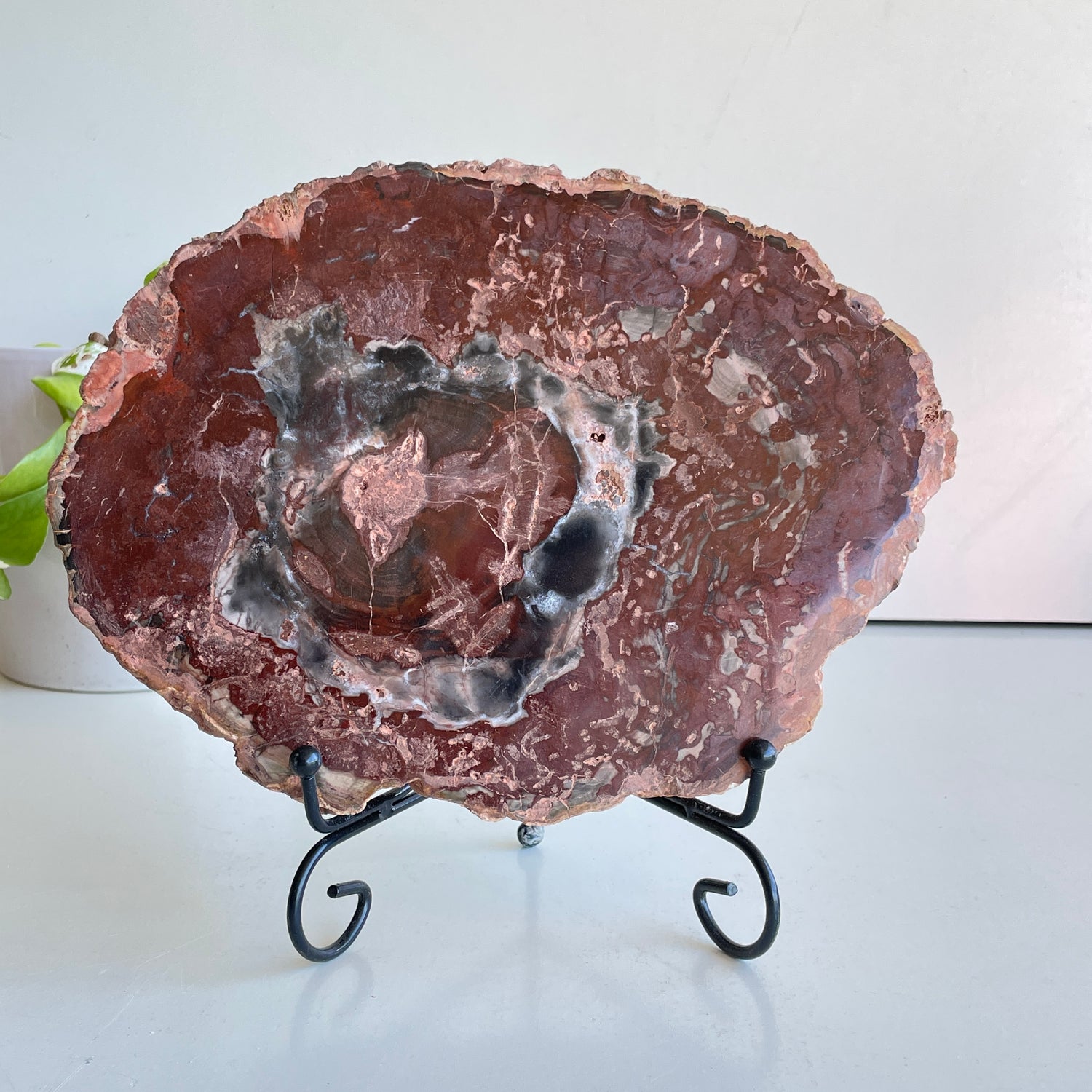 Petrified Wood Slice 2.060kg
