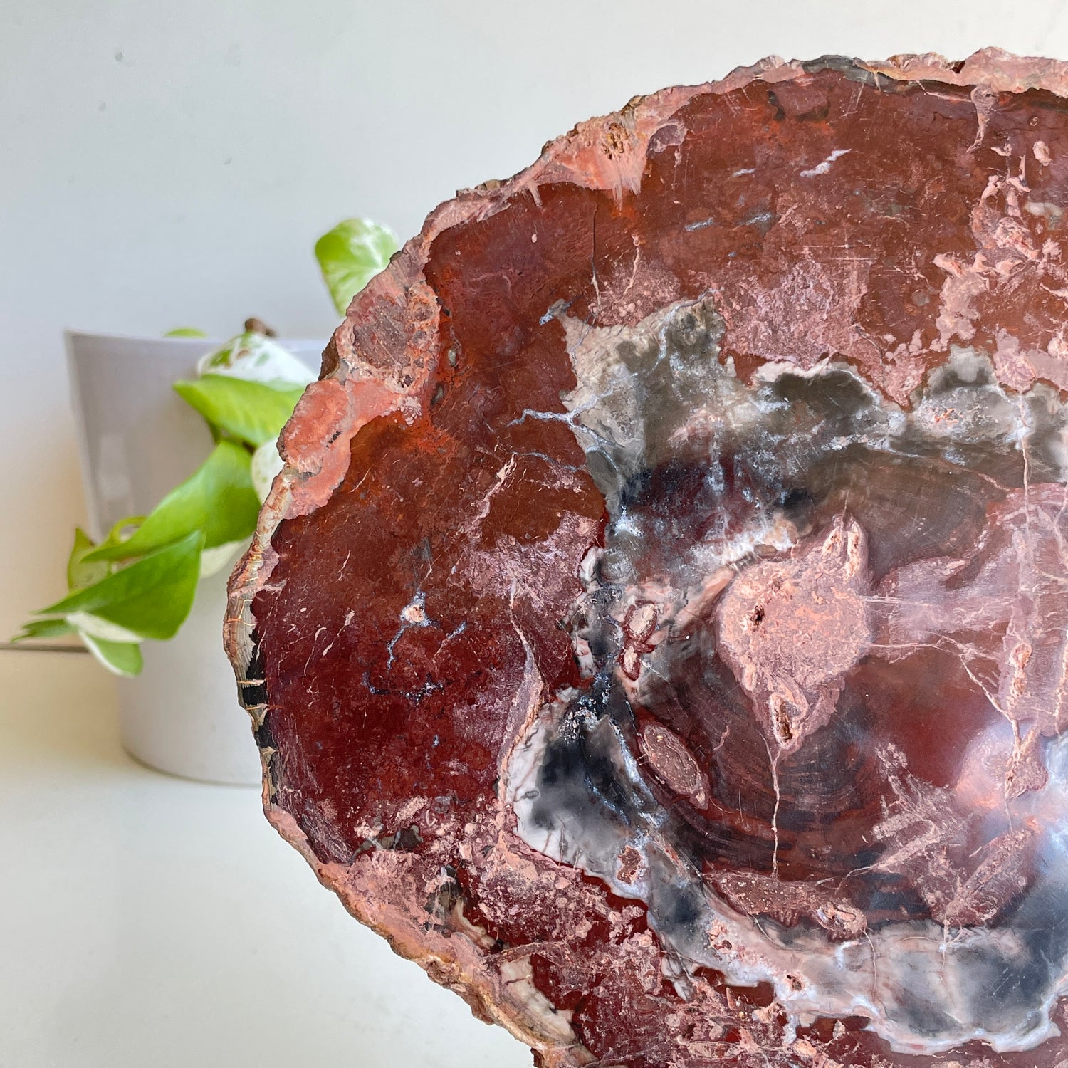 Petrified Wood Slice 2.060kg