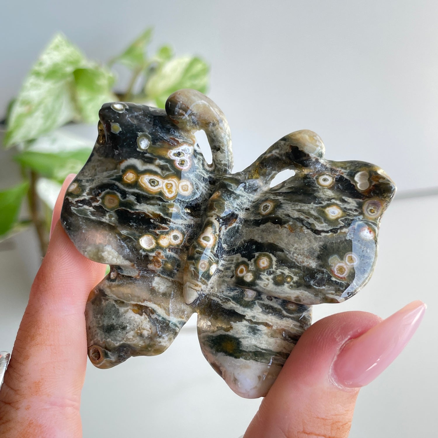 Orbicular Ocean Jasper Butterfly 6.3cm