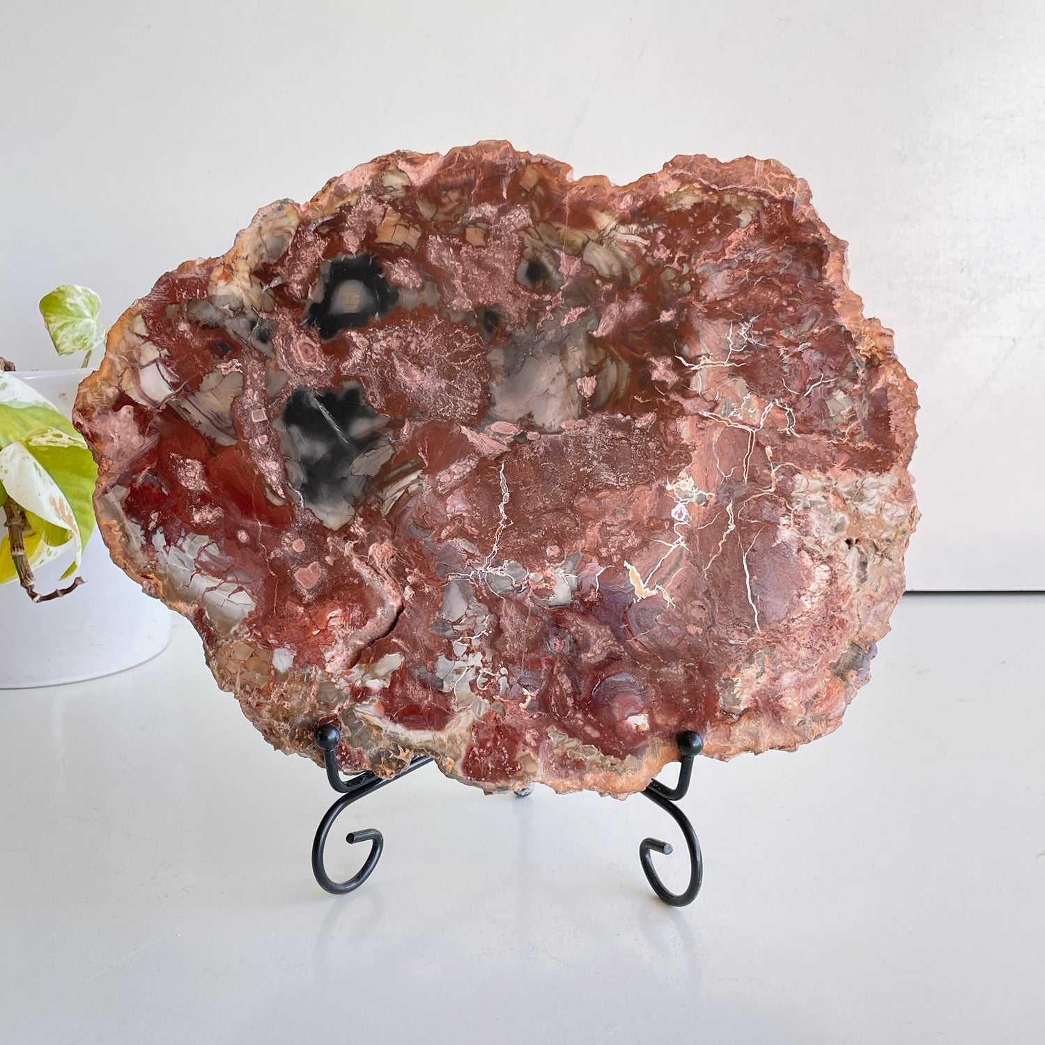 Petrified Wood Slice 2.274kg