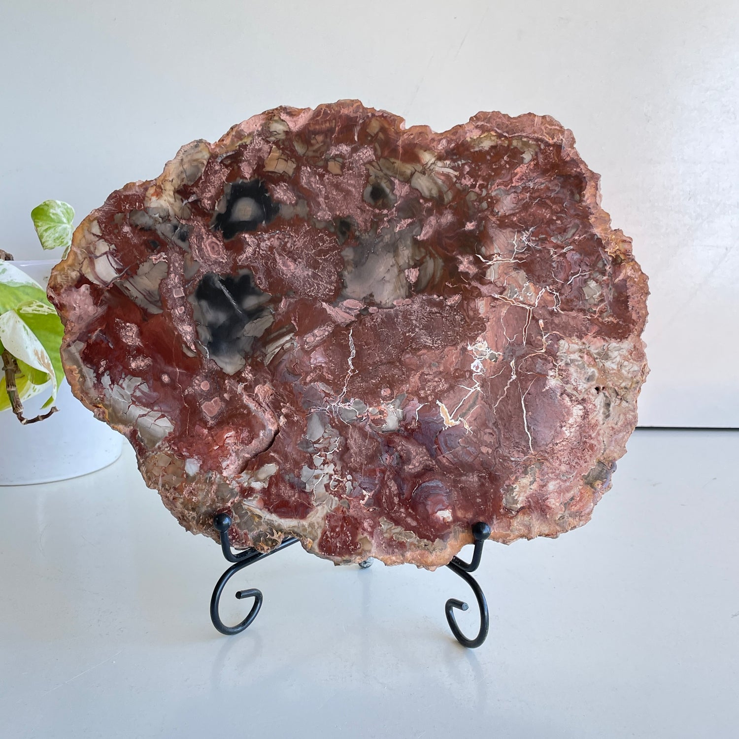 Petrified Wood Slice 2.274kg
