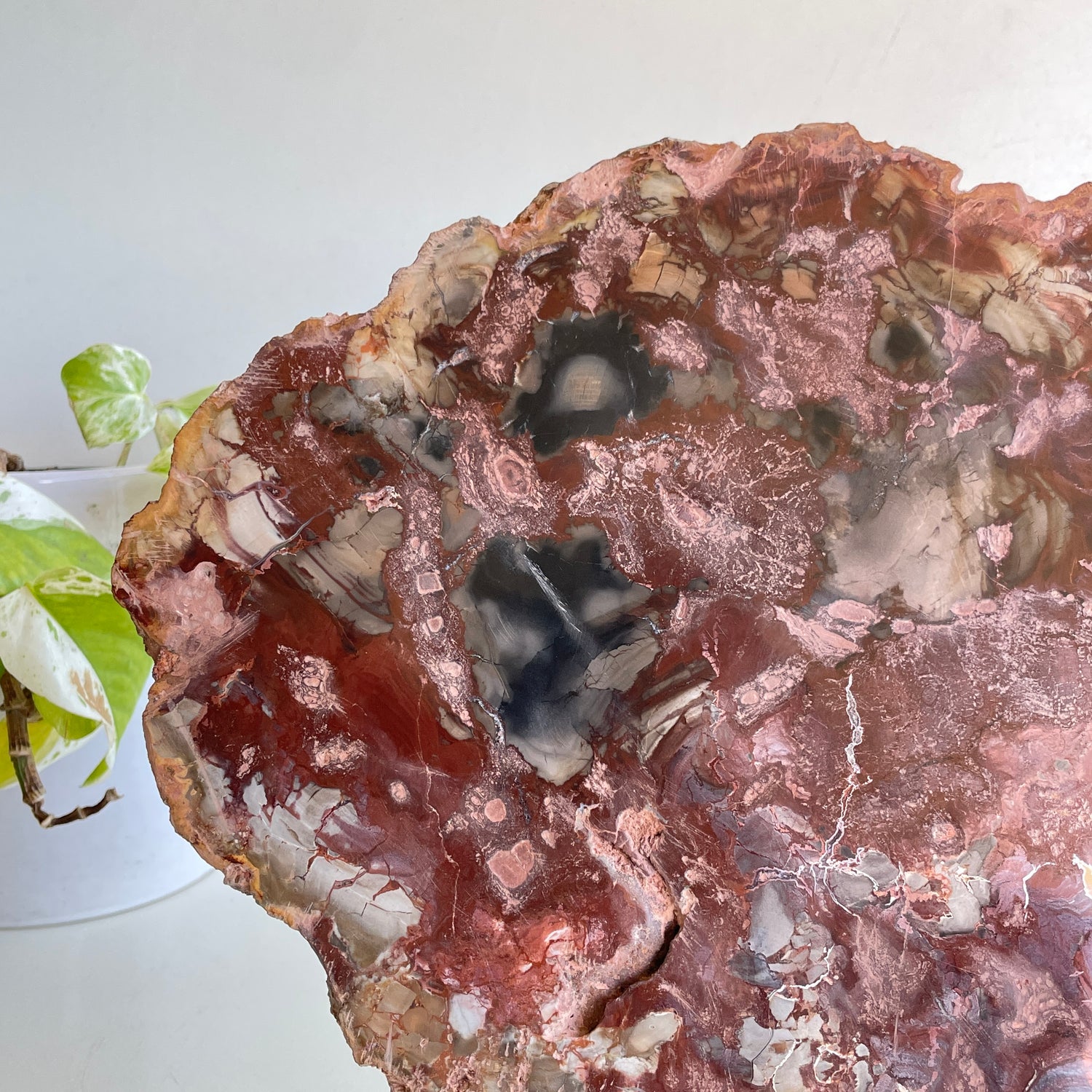 Petrified Wood Slice 2.274kg