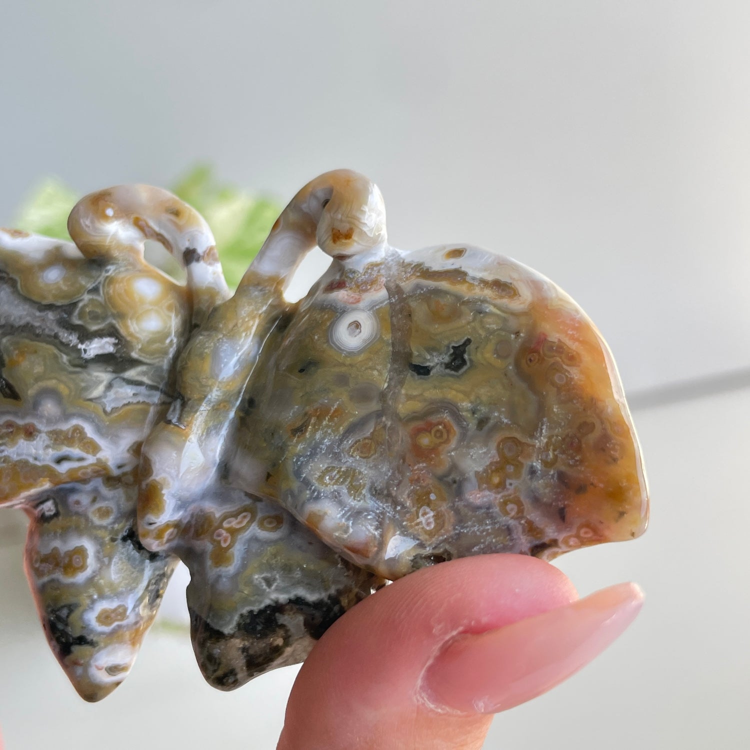 Orbicular Ocean Jasper Butterfly 8.8cm