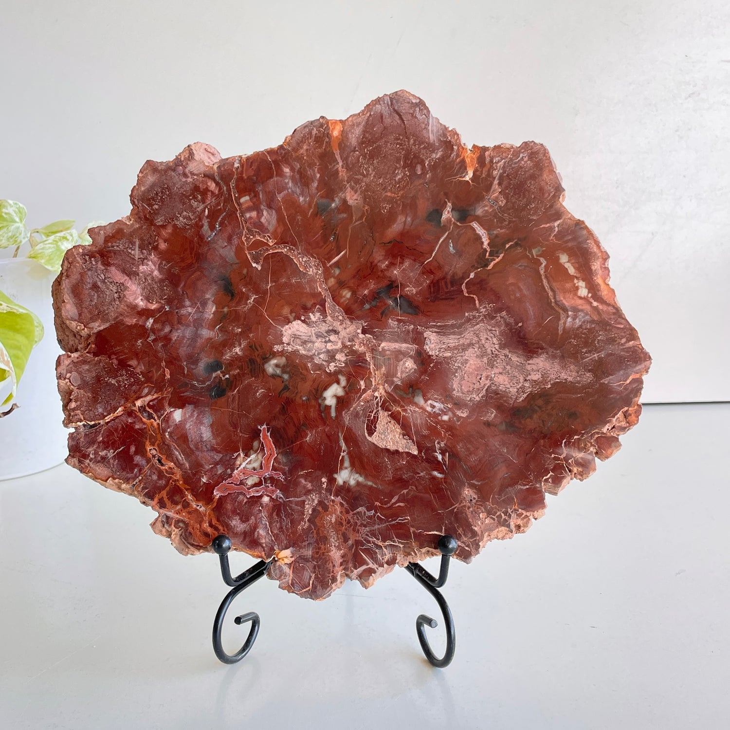 Petrified Wood Slice 2.870kg