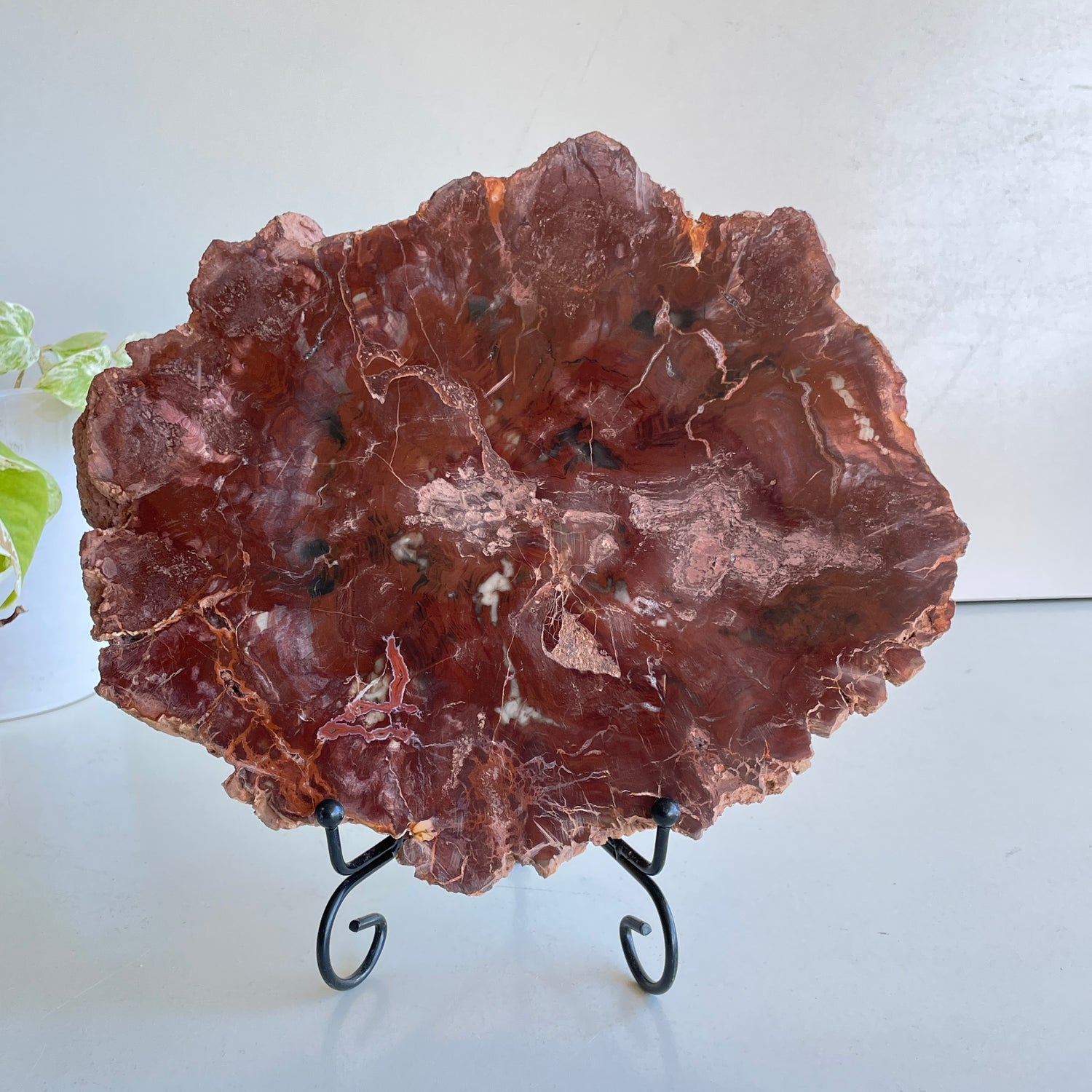 Petrified Wood Slice 2.870kg