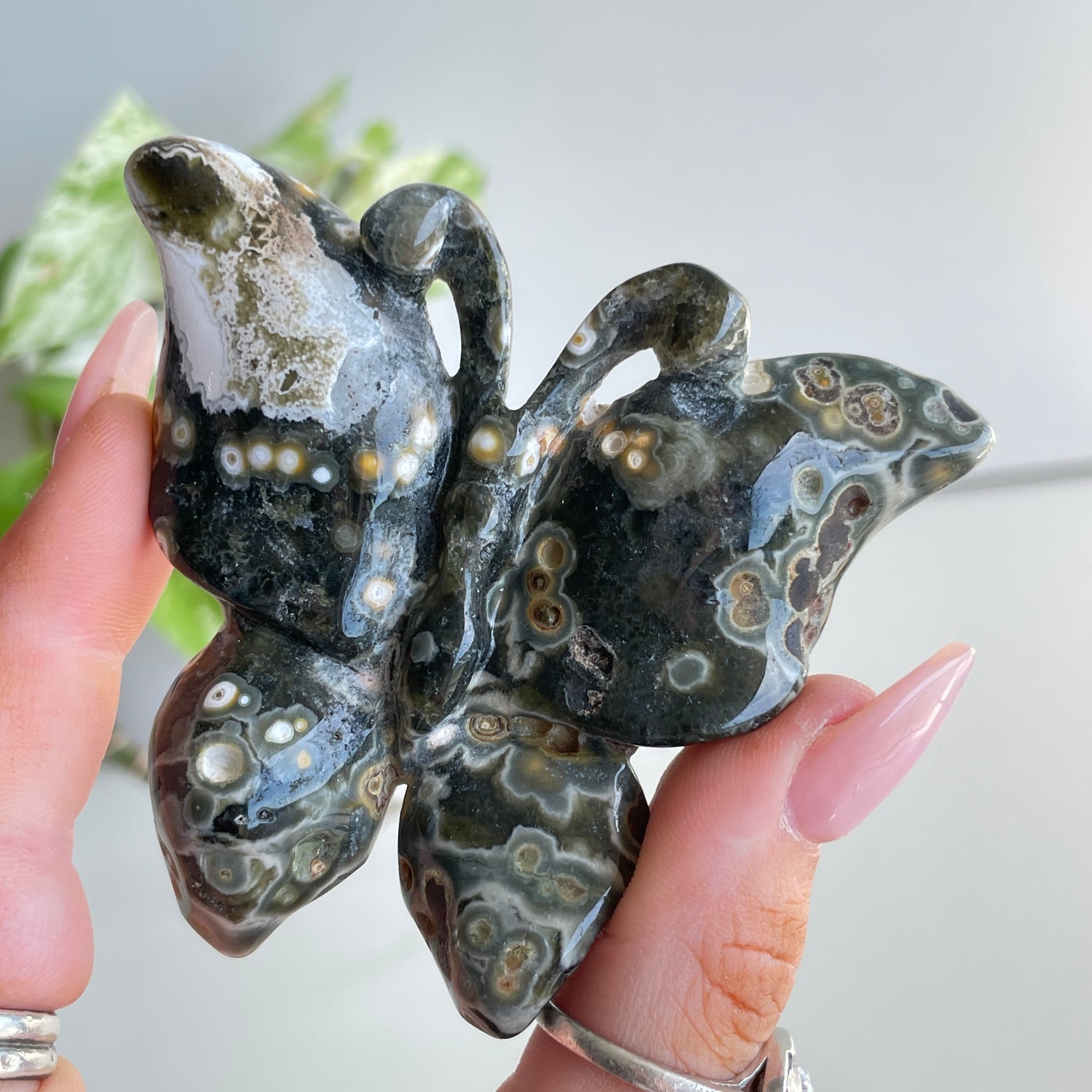 Orbicular Ocean Jasper Butterfly 7.6cm