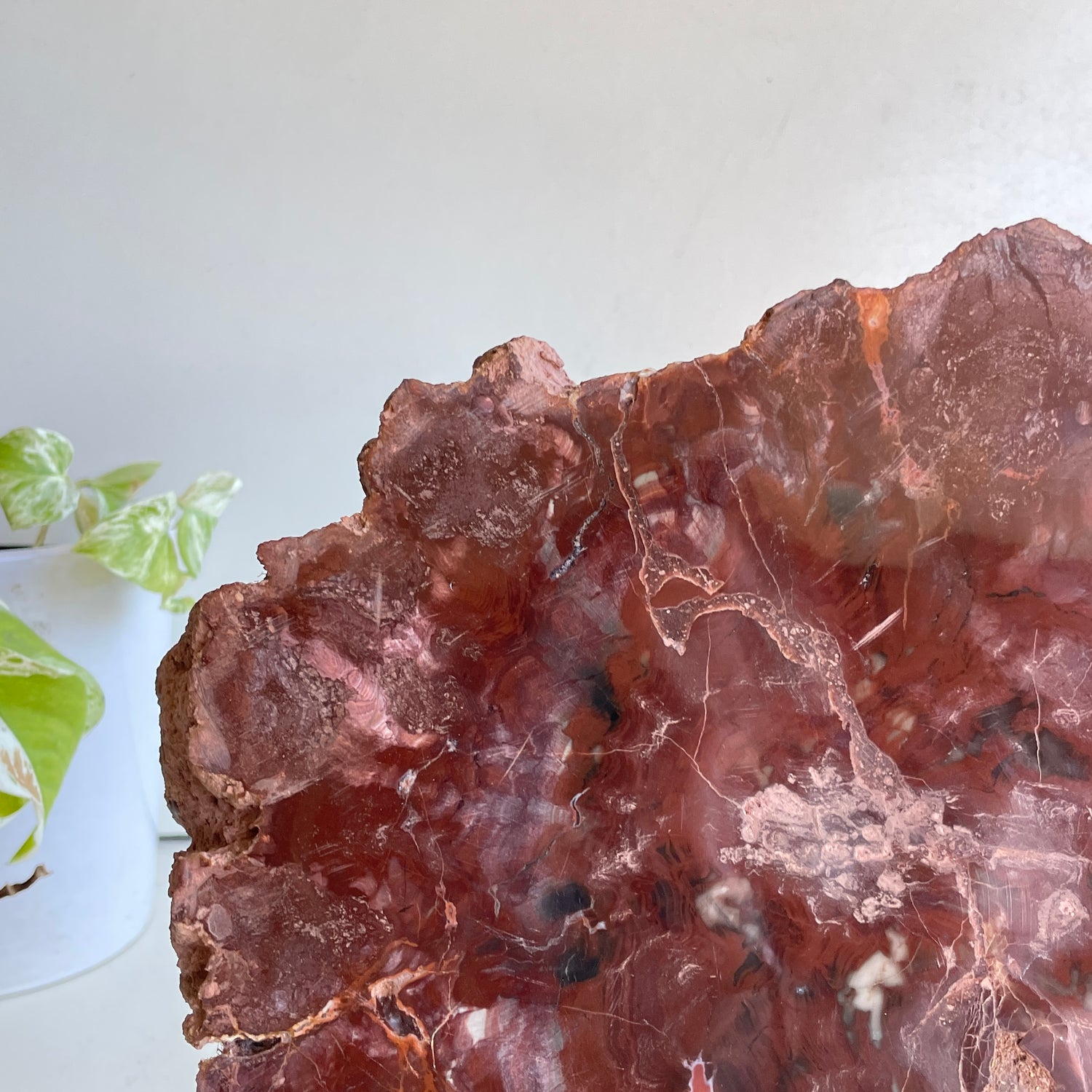 Petrified Wood Slice 2.870kg
