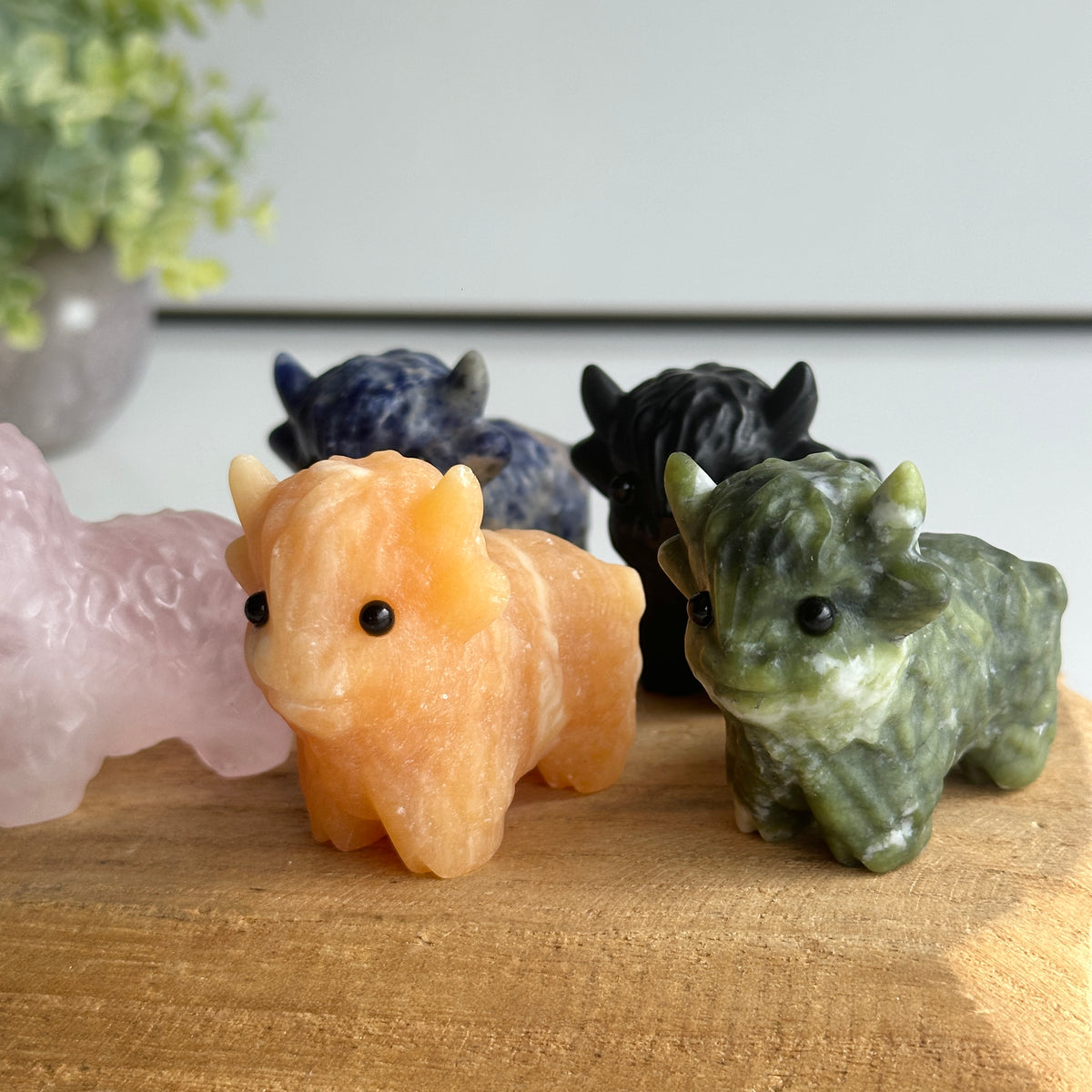 Highland Cow Assorted