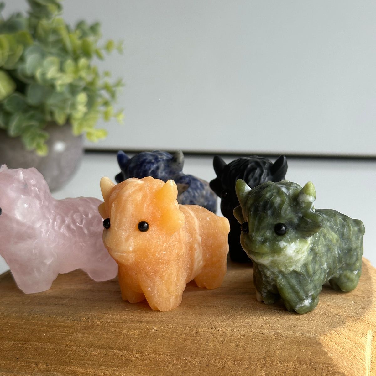 Highland Cow Assorted