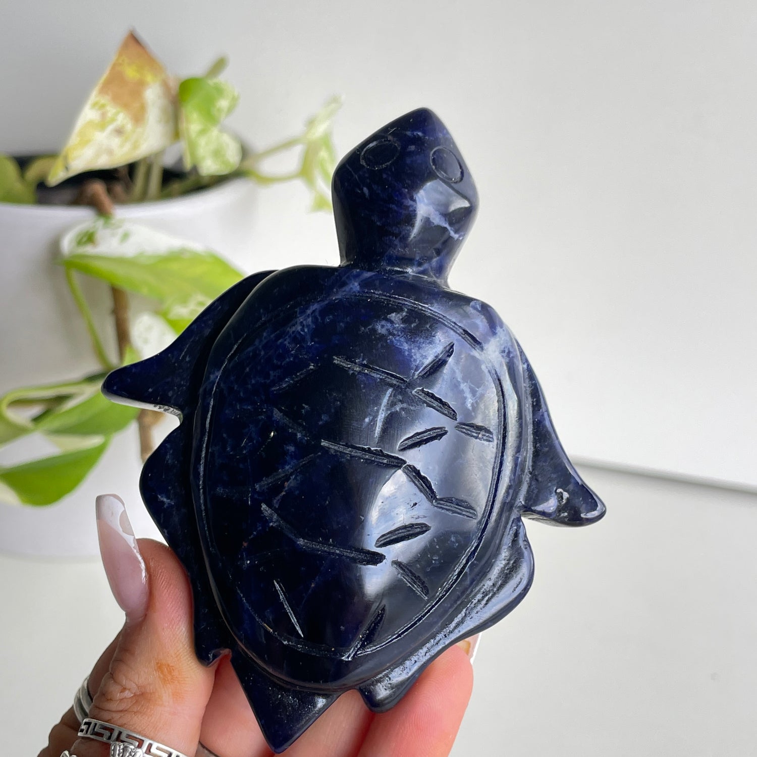 Sodalite Turtle 4