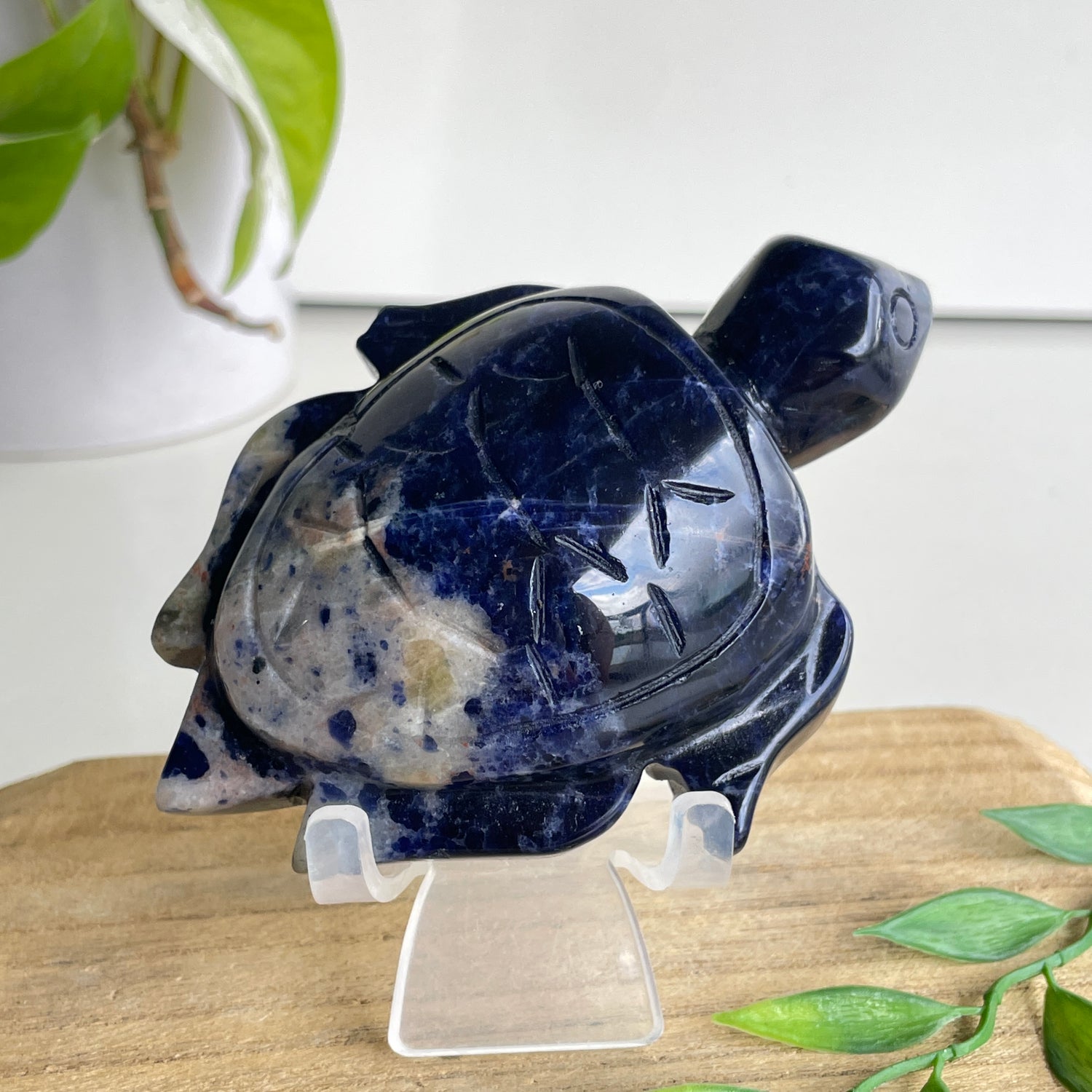 Sodalite Turtle 5