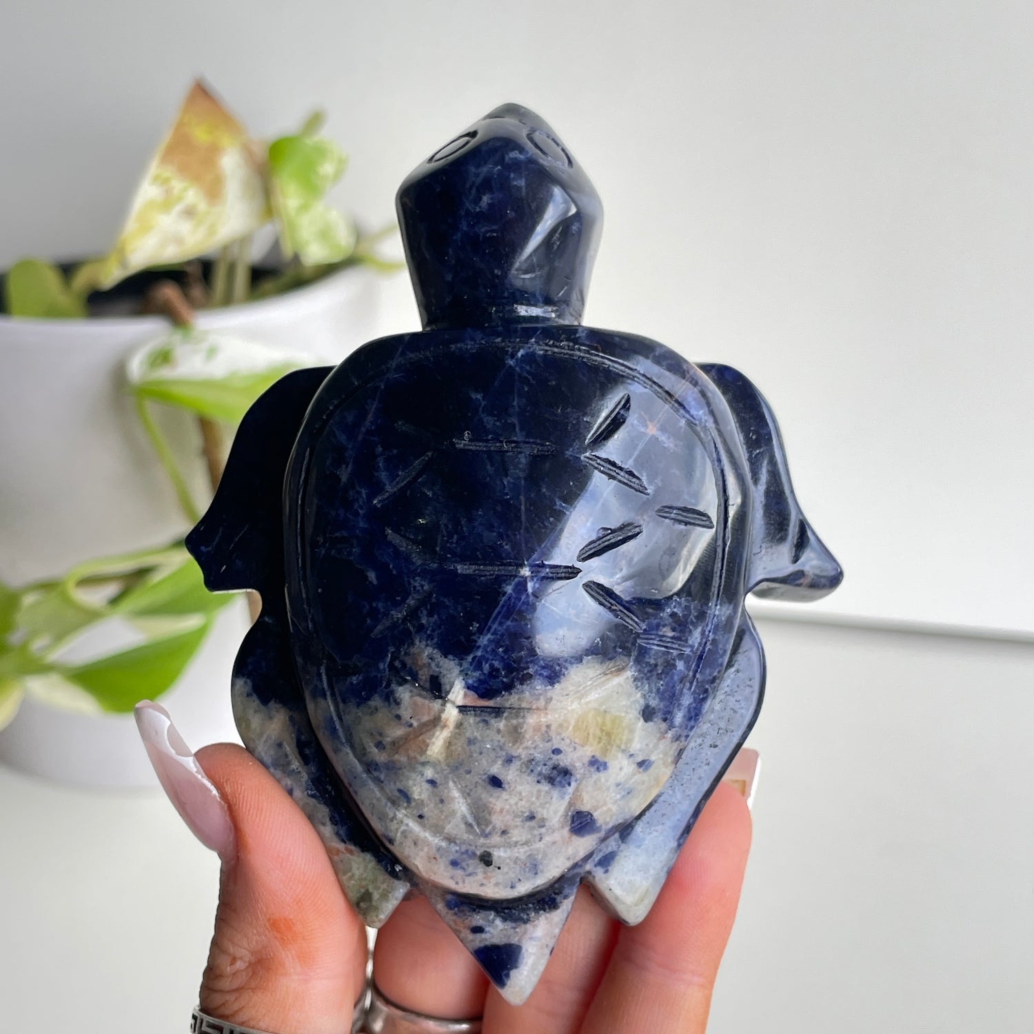 Sodalite Turtle 5
