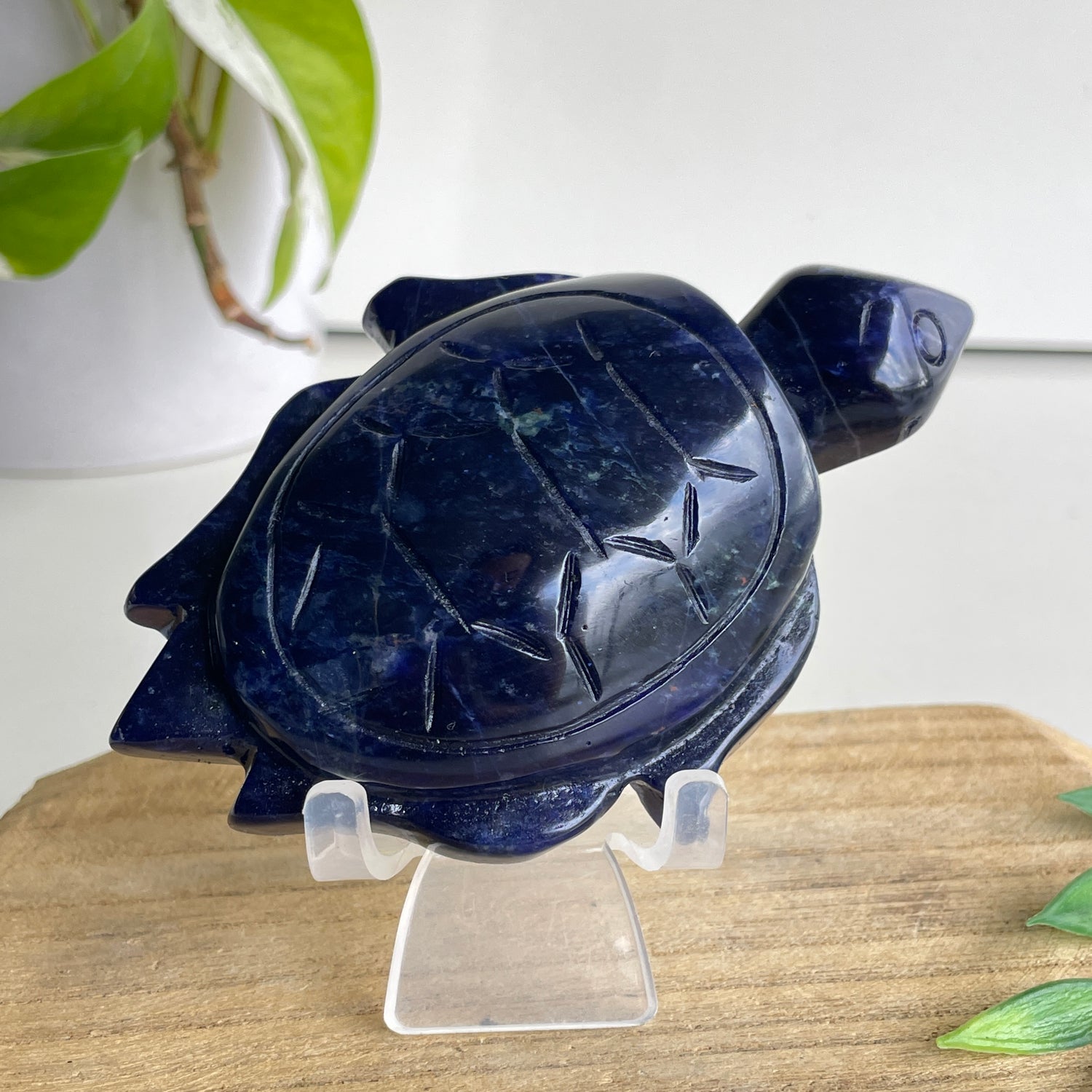 Sodalite Turtle 6