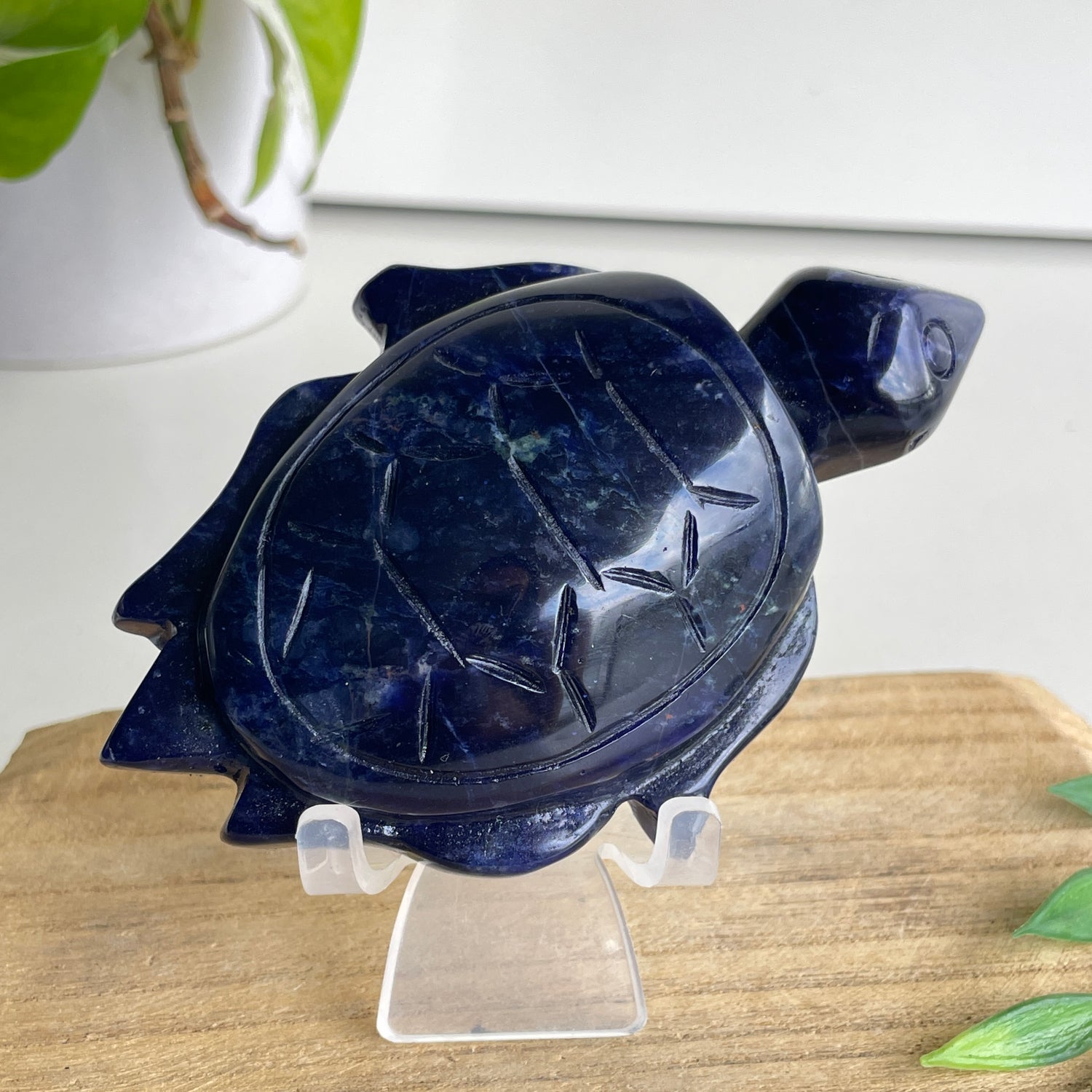 Sodalite Turtle 6